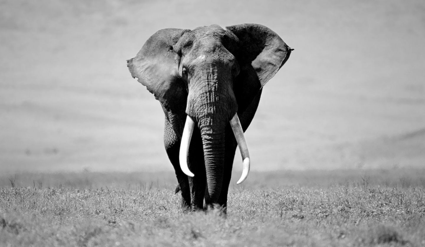 Elephant Wallpapers Images  Browse 29481 Stock Photos Vectors and Video   Adobe Stock