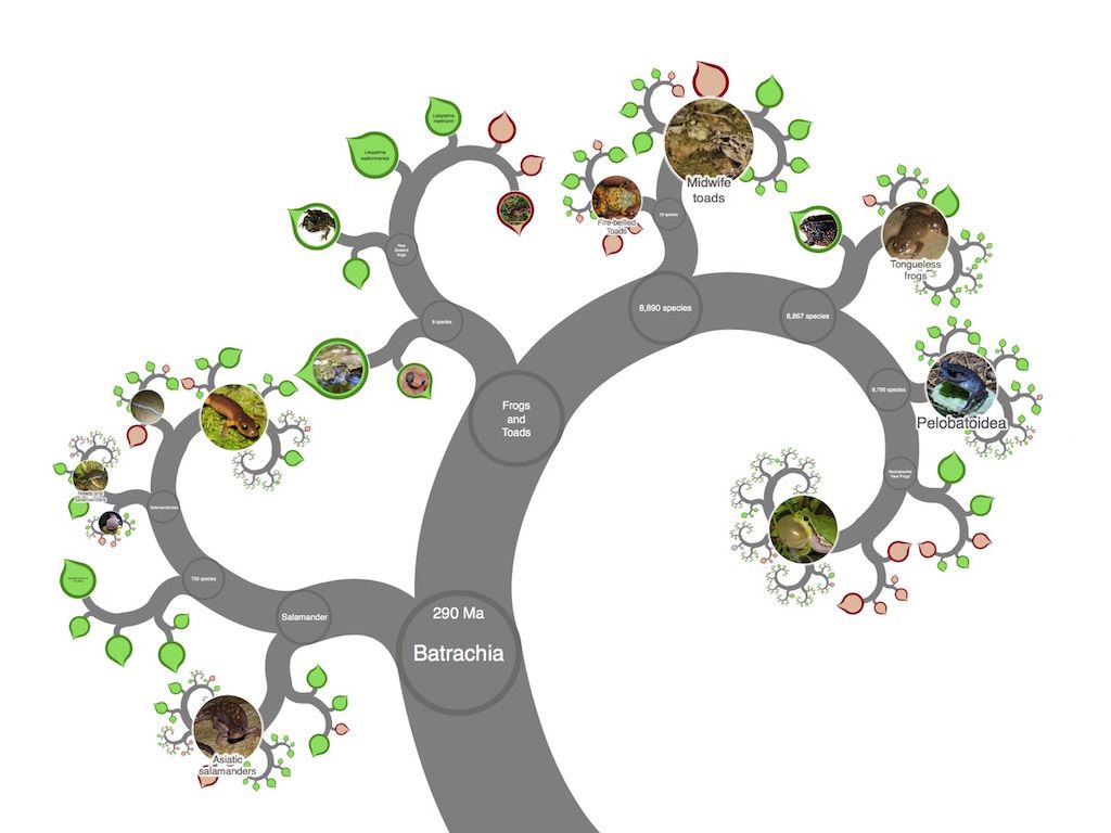 Дерево жизни схема. Дерево жизни ДНК. Таксономия дерево ветви. Interactive Tree of Life. Tree of Life Explorer.