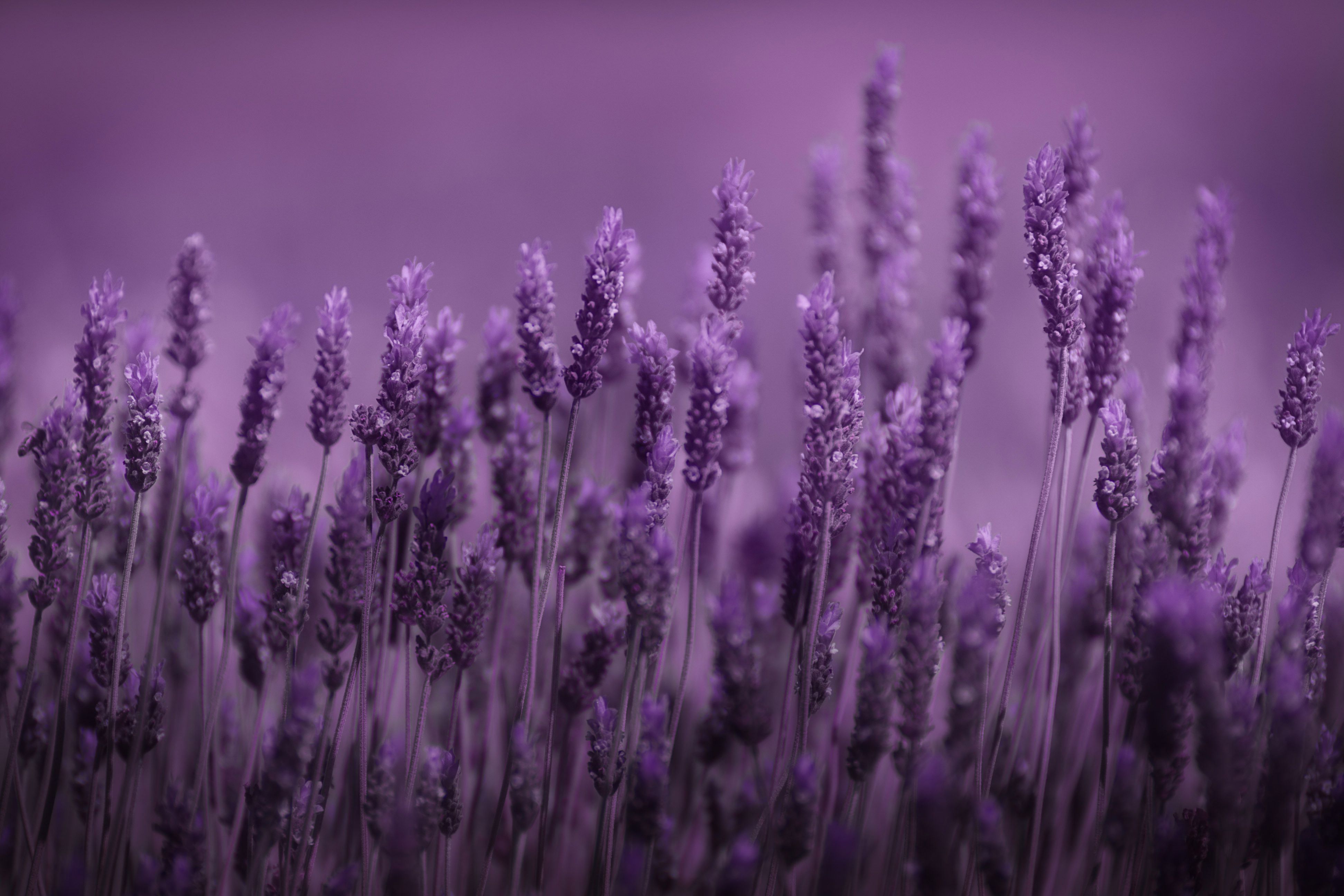 Lavender Aesthetic Wallpapers  Purple Aesthetic Wallpaper iPhone