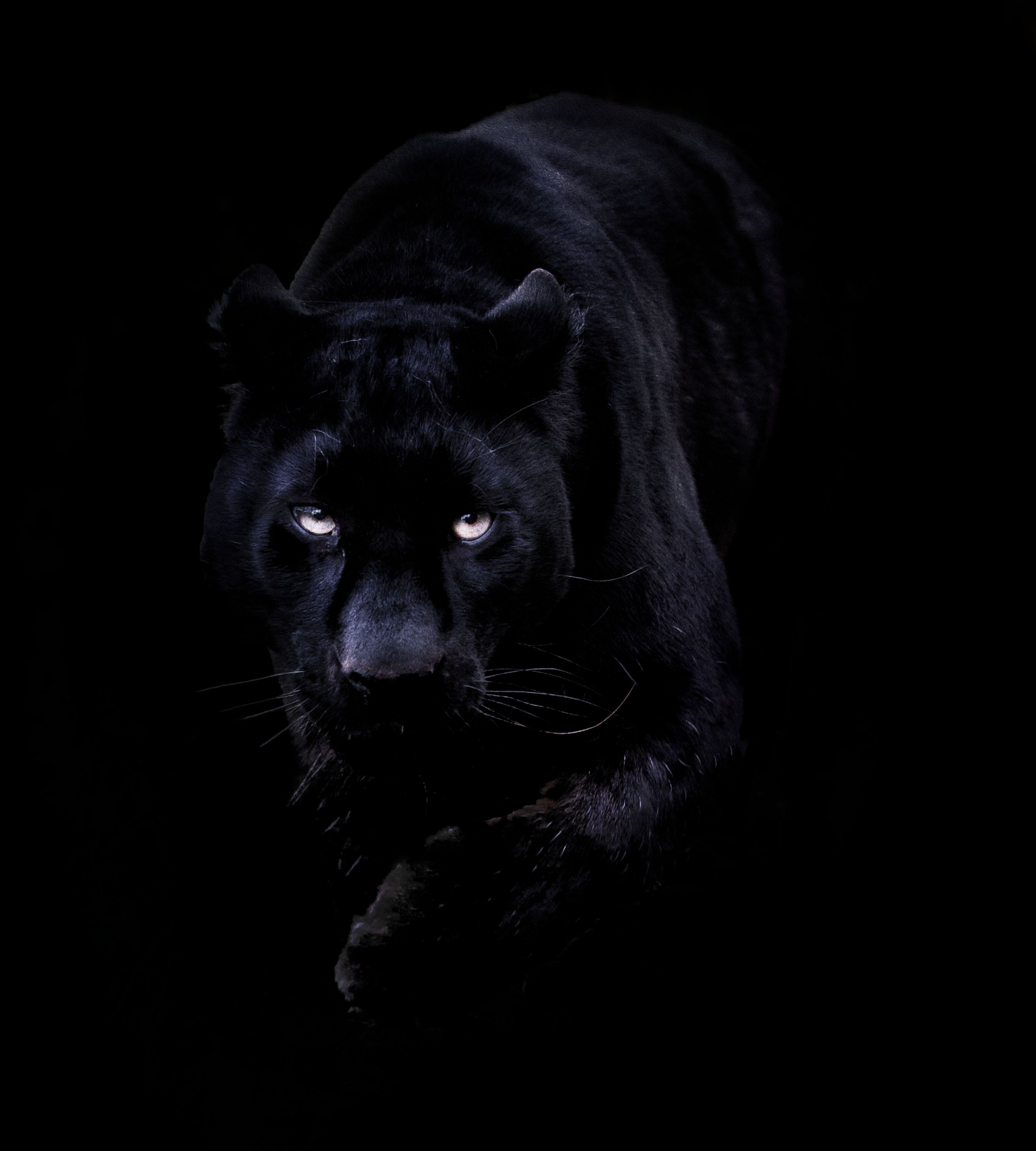 Panther Black & Green Art Wallpapers - Panther Wallpapers iPhone