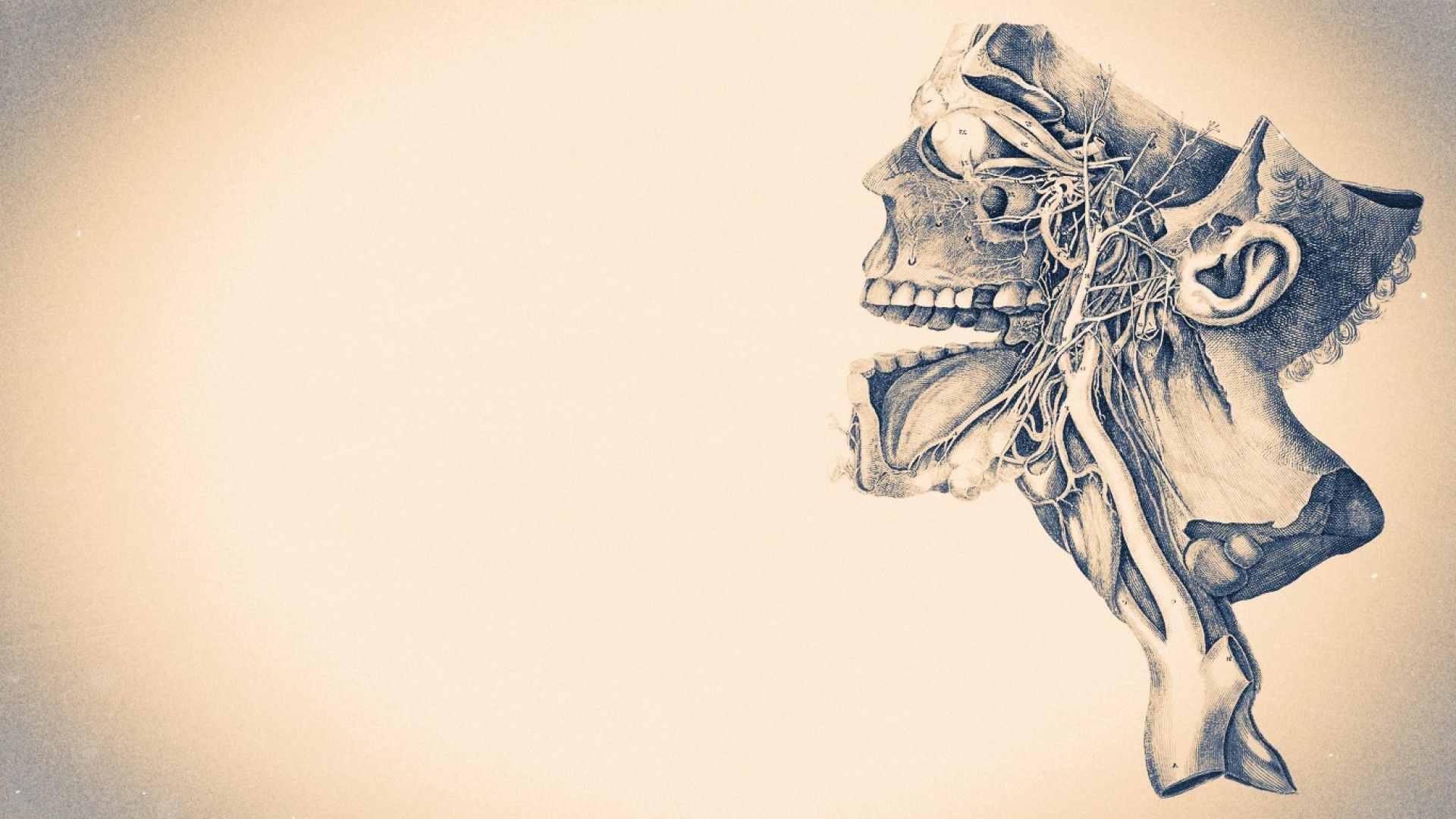 Anatomy 4K wallpapers for your desktop or mobile screen free and easy to  download