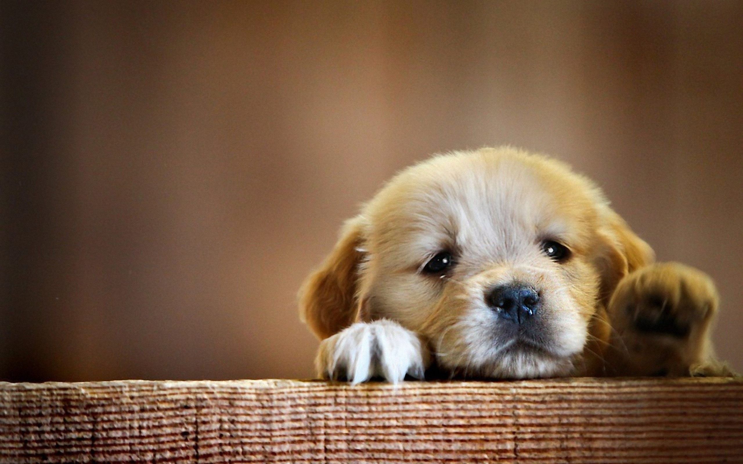 cute sad puppies