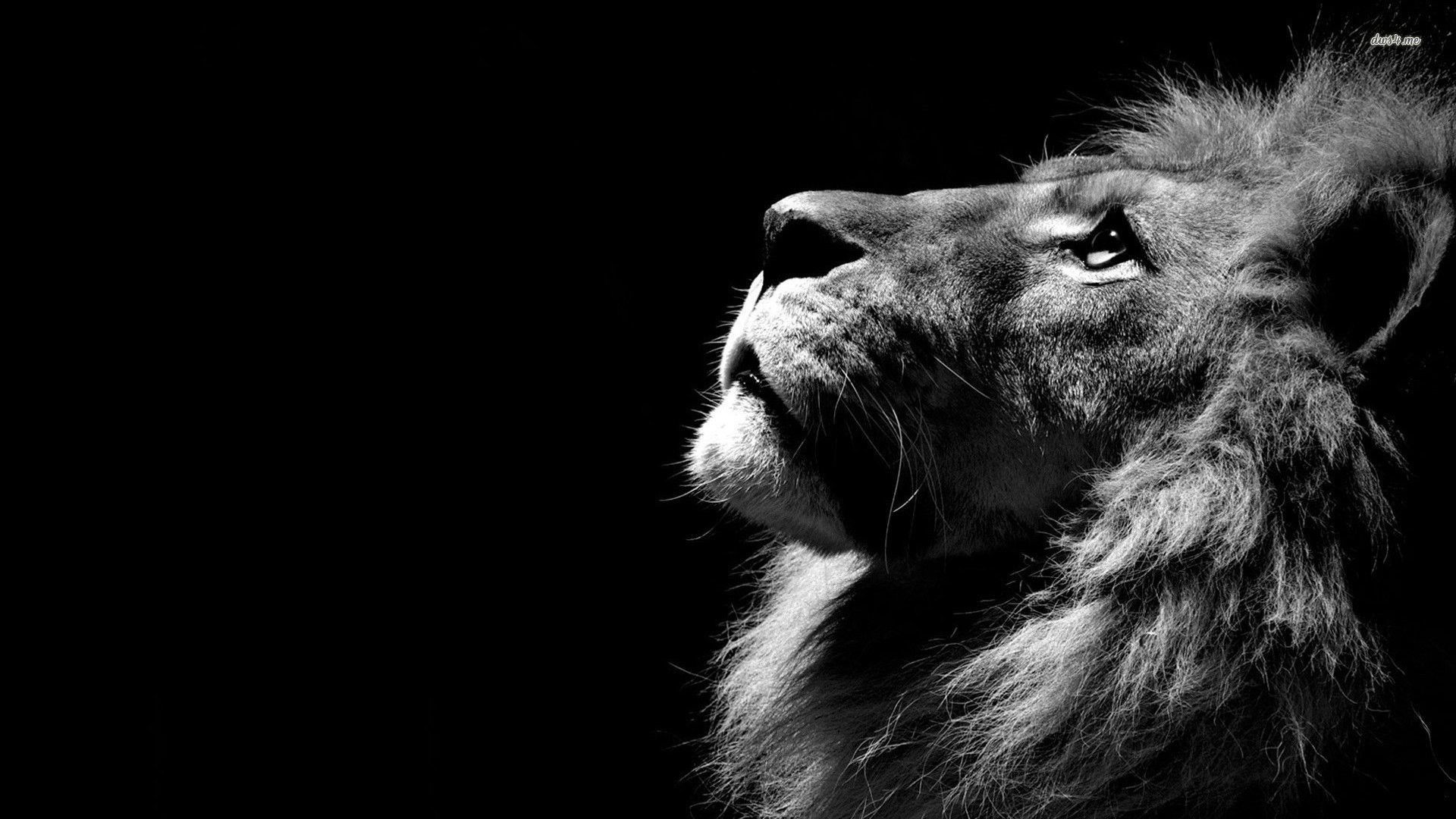Lion, HD wallpaper | Peakpx