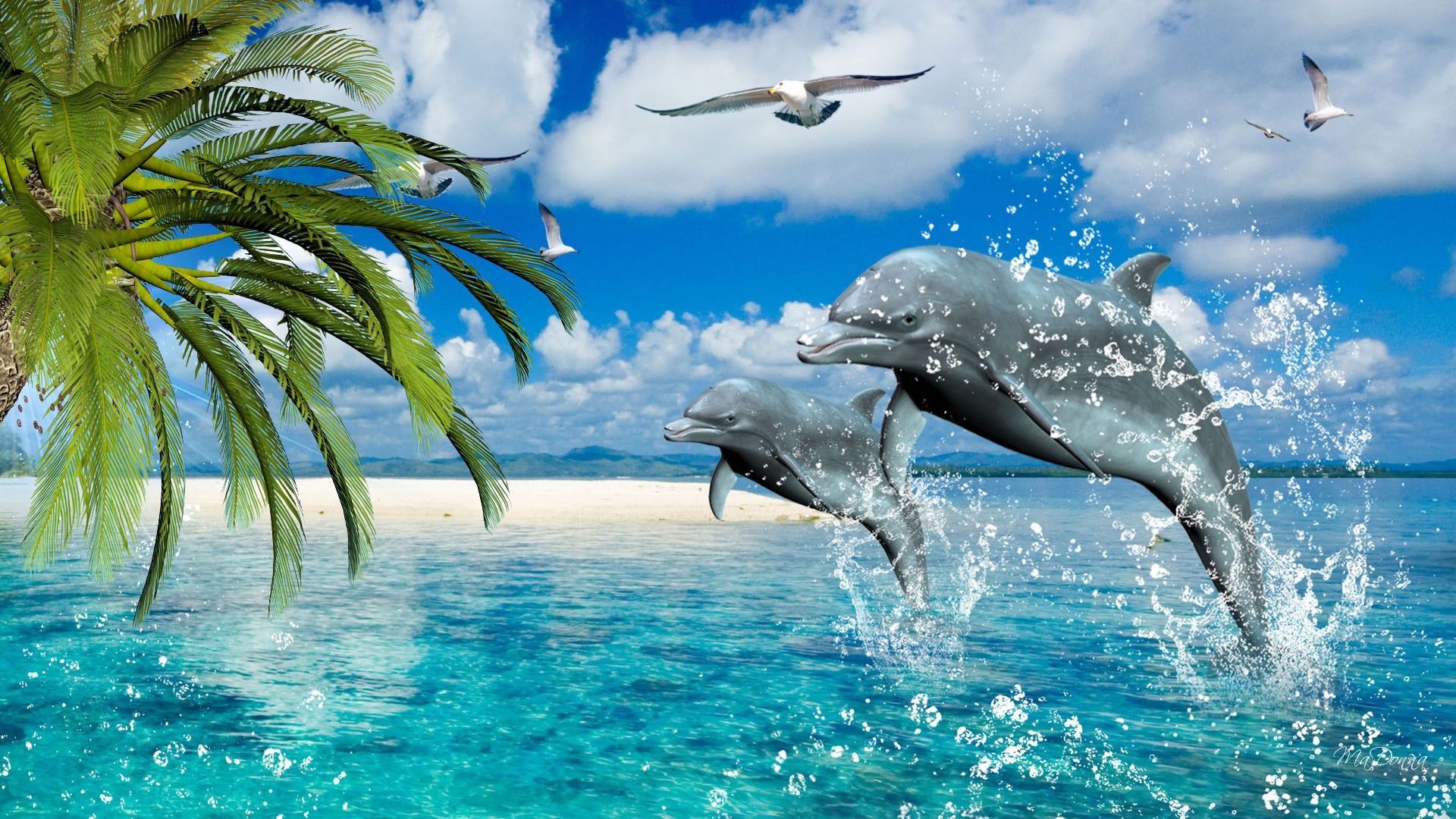 Dolphin Wallpapers on WallpaperDog