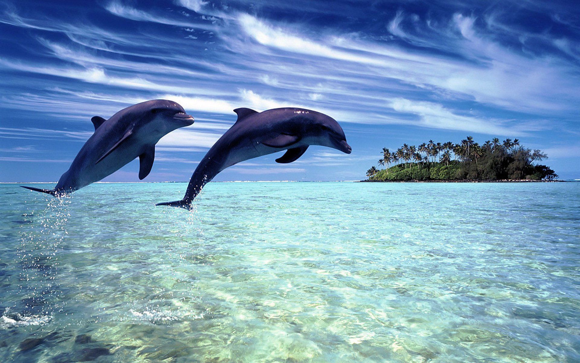 Dolphin Phone Wallpaper From Hawaii Sea Animals Ocean - Etsy