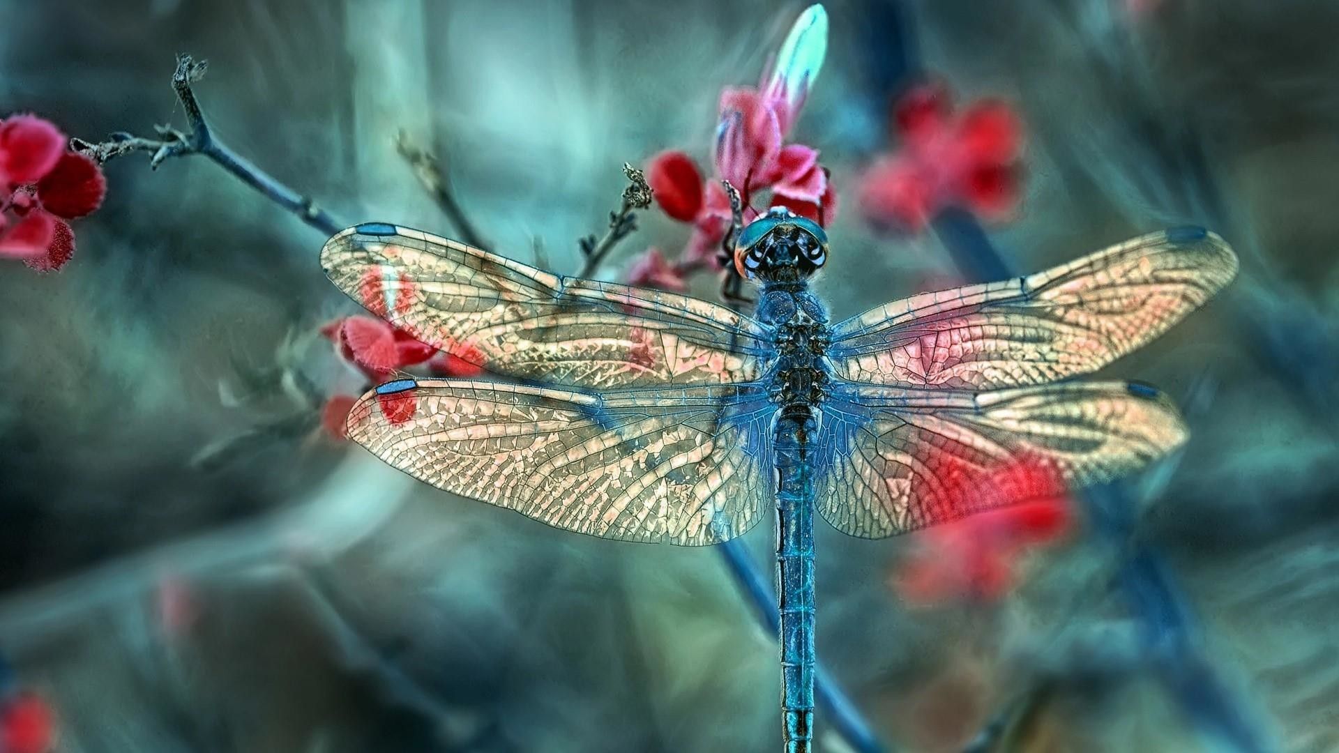 Dragonfly fly insect HD phone wallpaper  Peakpx