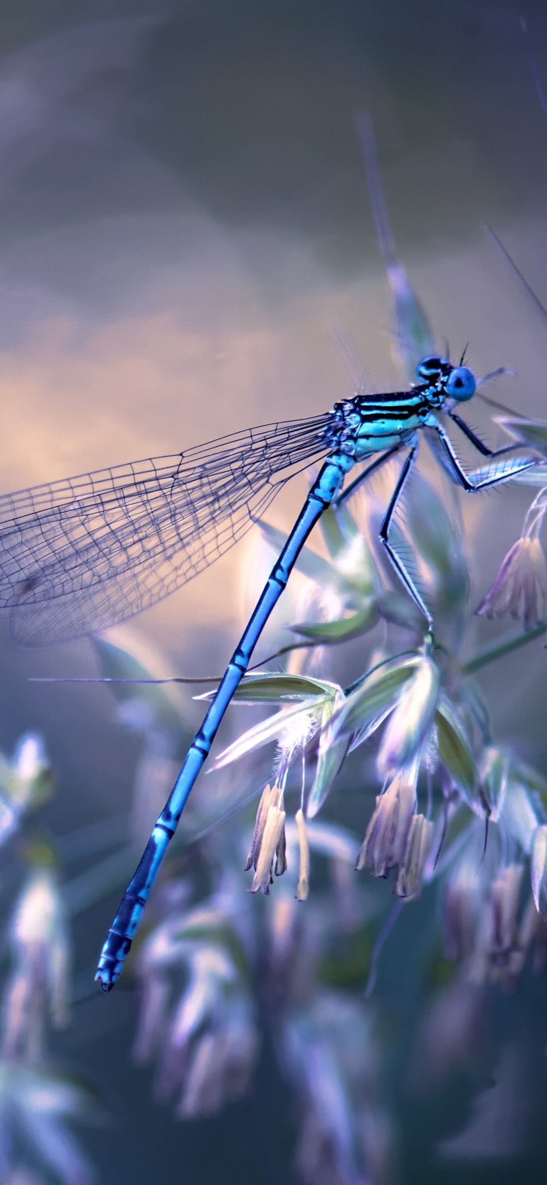 Dragonfly Wallpapers on WallpaperDog
