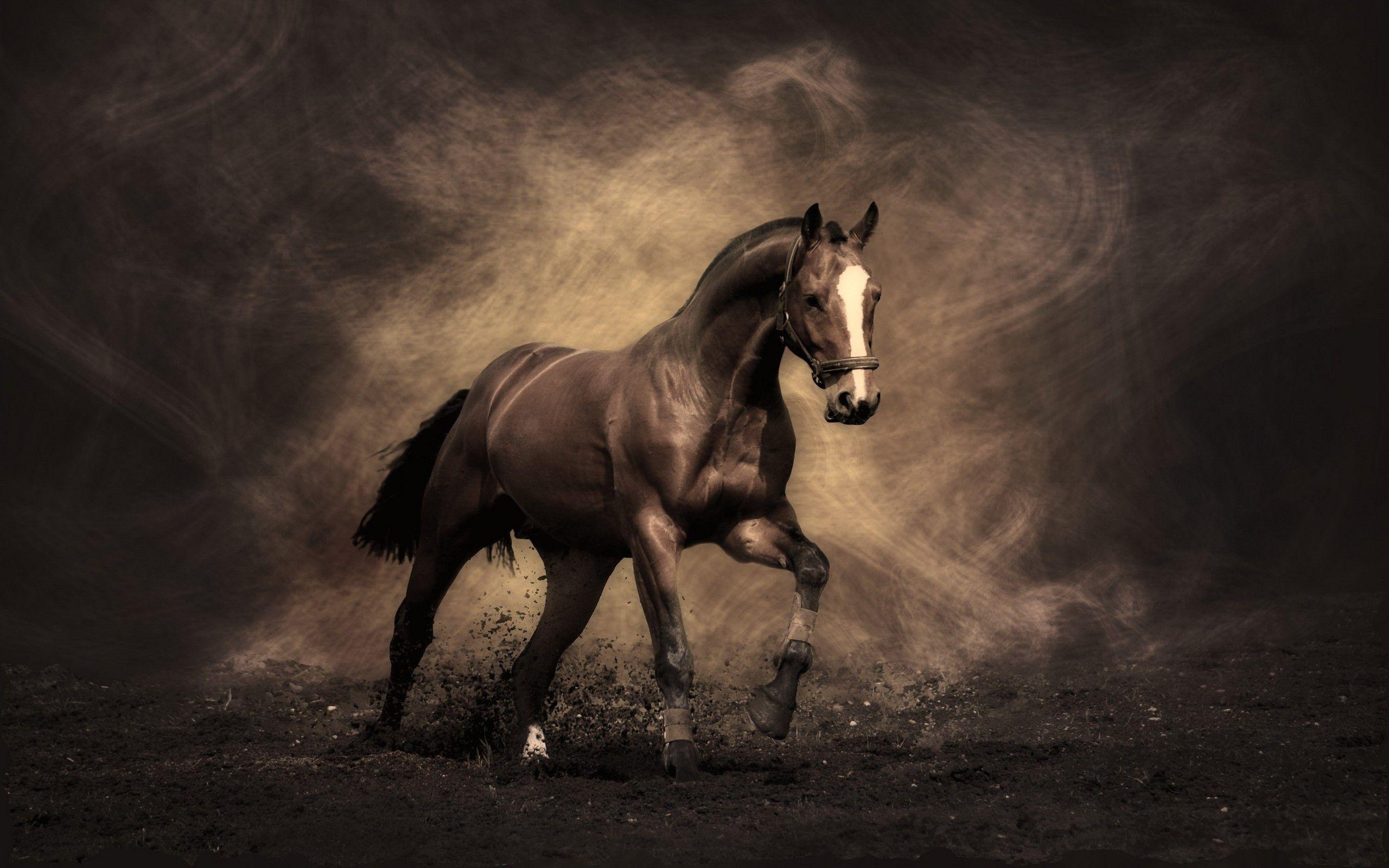 Horse Wallpapers on WallpaperDog