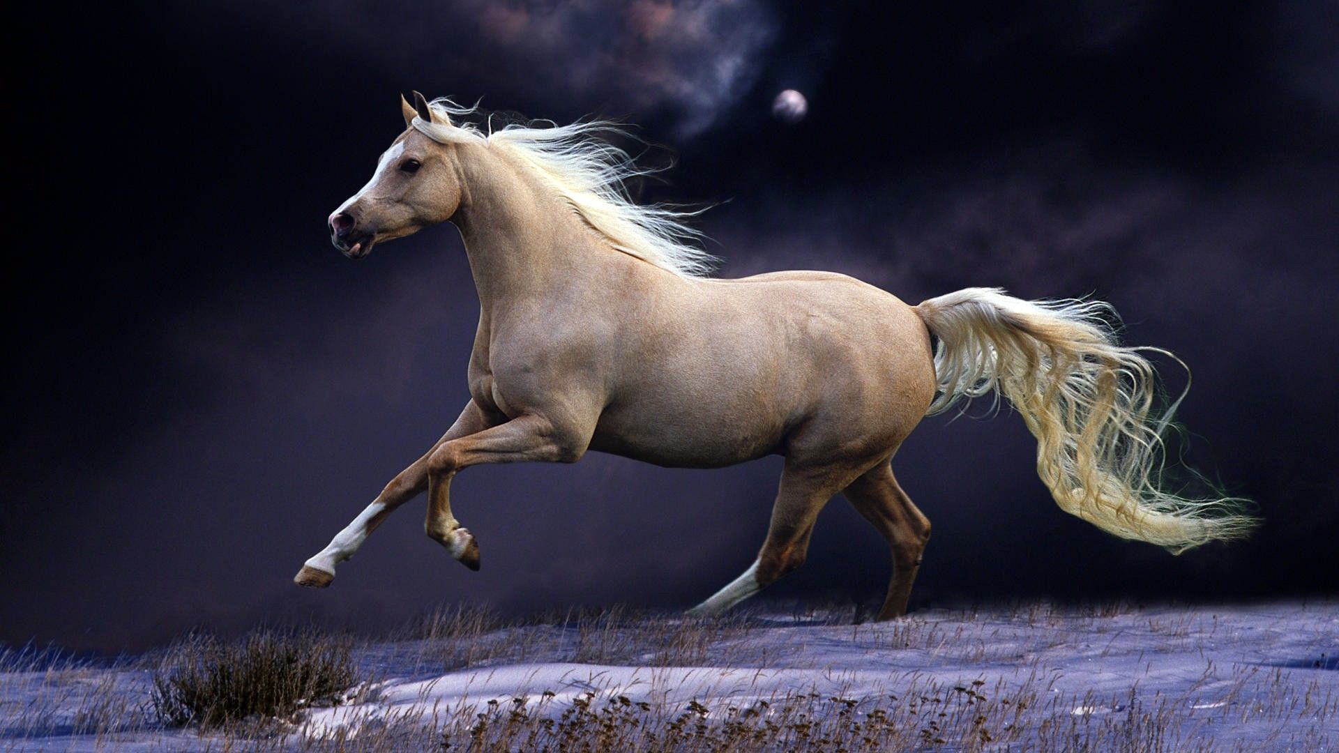 1920X1080 Horse Wallpapers on WallpaperDog