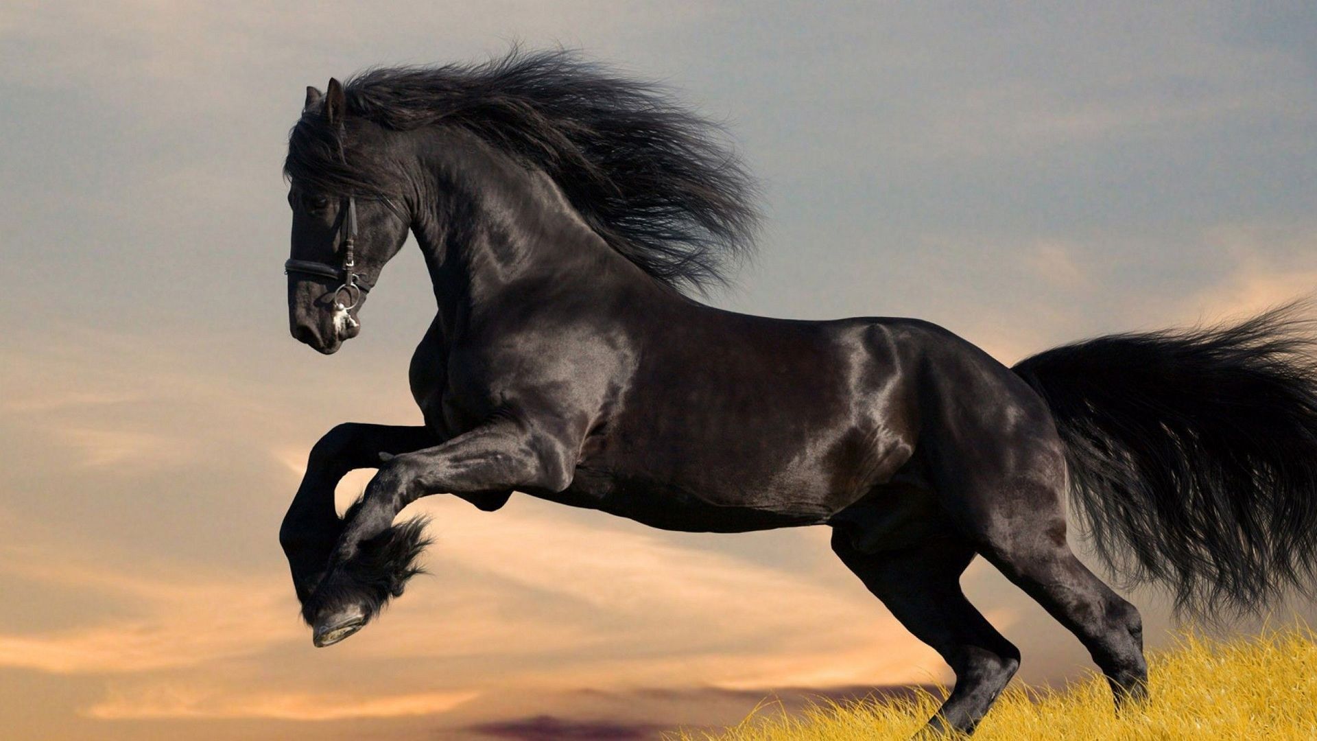 23 Beautiful HD Horse Wallpapers