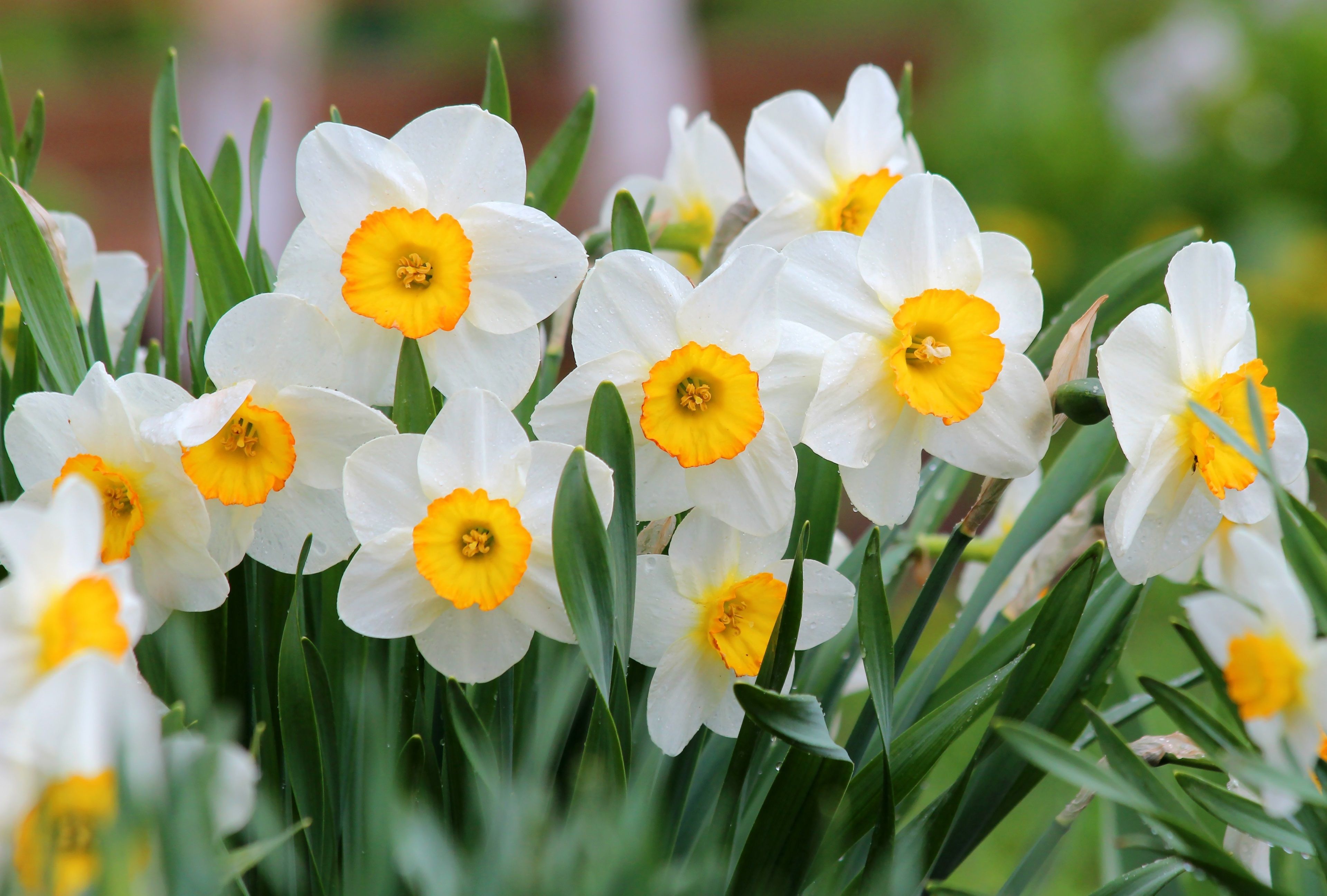 Daffodil Images  Free Download on Freepik