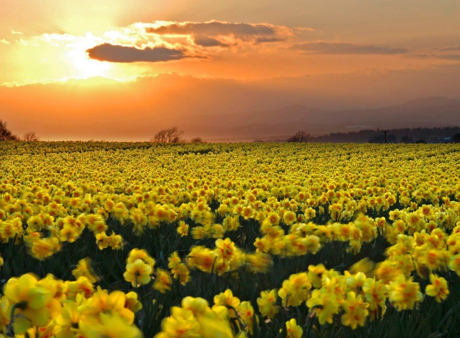 Daffodils 4K wallpapers for your desktop or mobile screen free and easy to  download