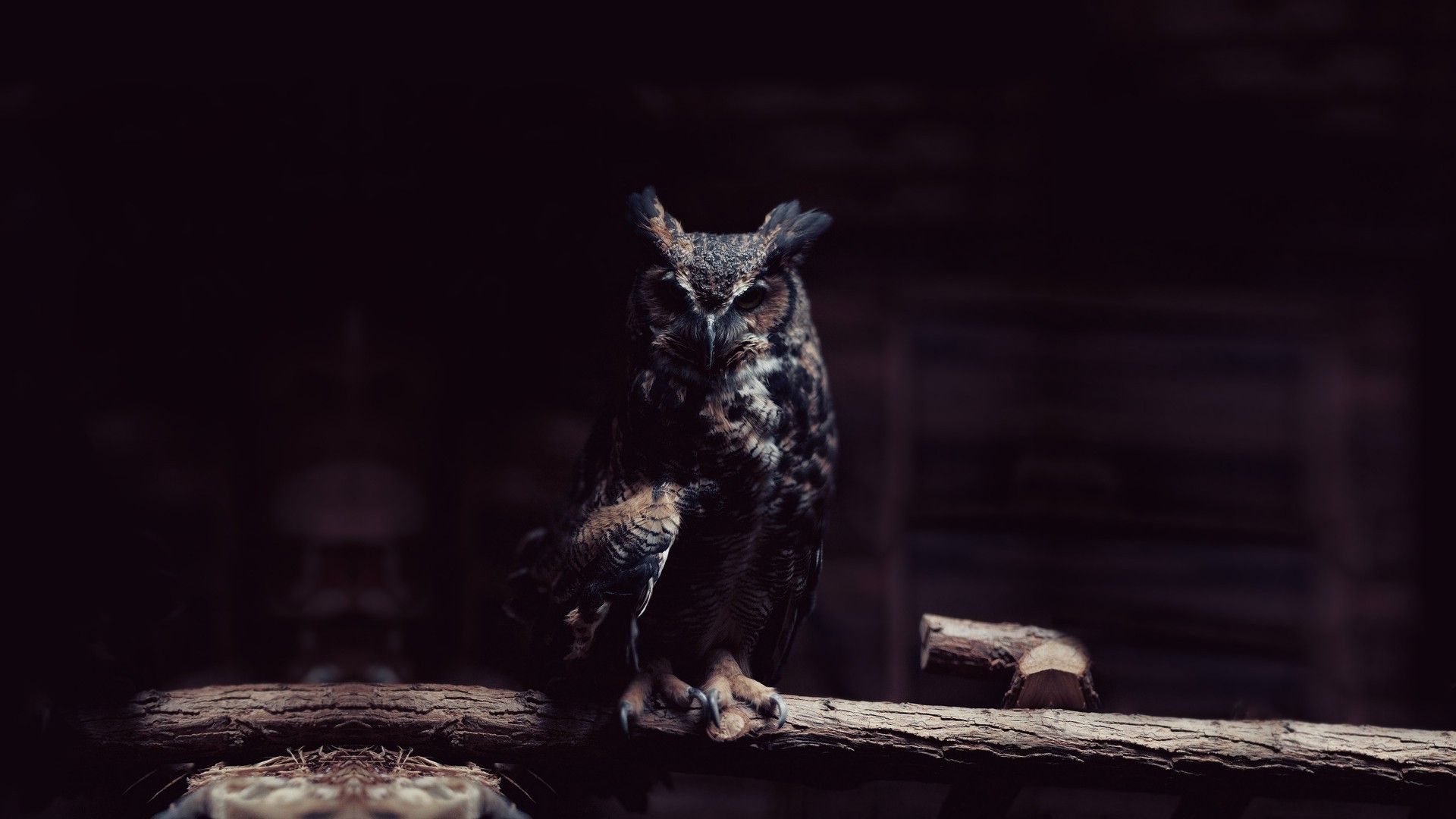 Owl Minimal 4k, HD Artist, 4k Wallpapers, Images, Backgrounds, Photos and  Pictures