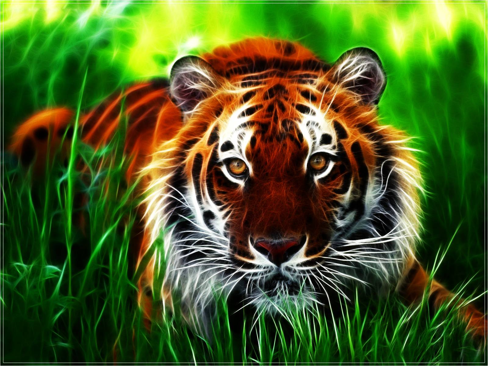 Tiger Wallpapers on WallpaperDog