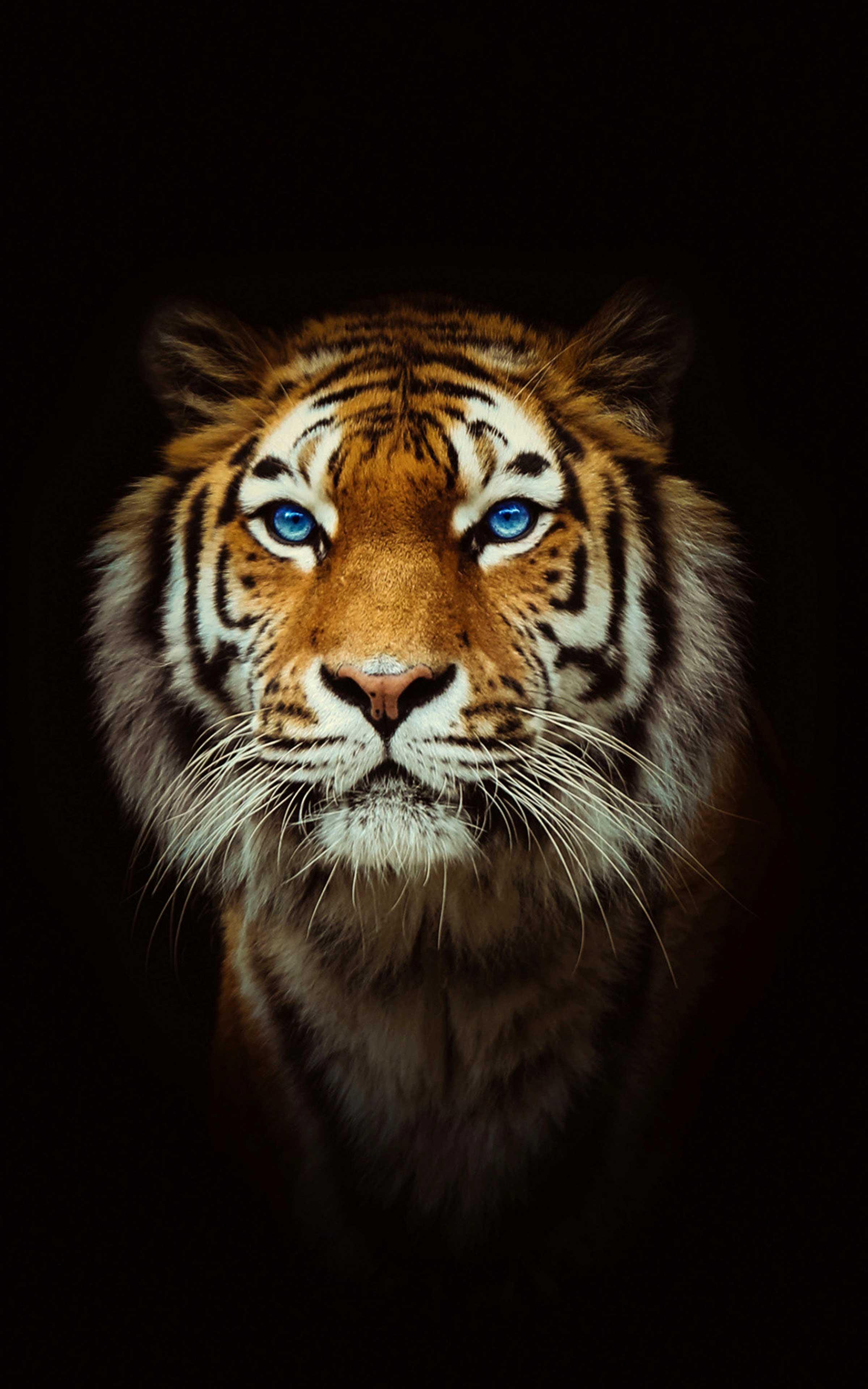 Black Tiger 3d Wallpaper Download Image Num 34