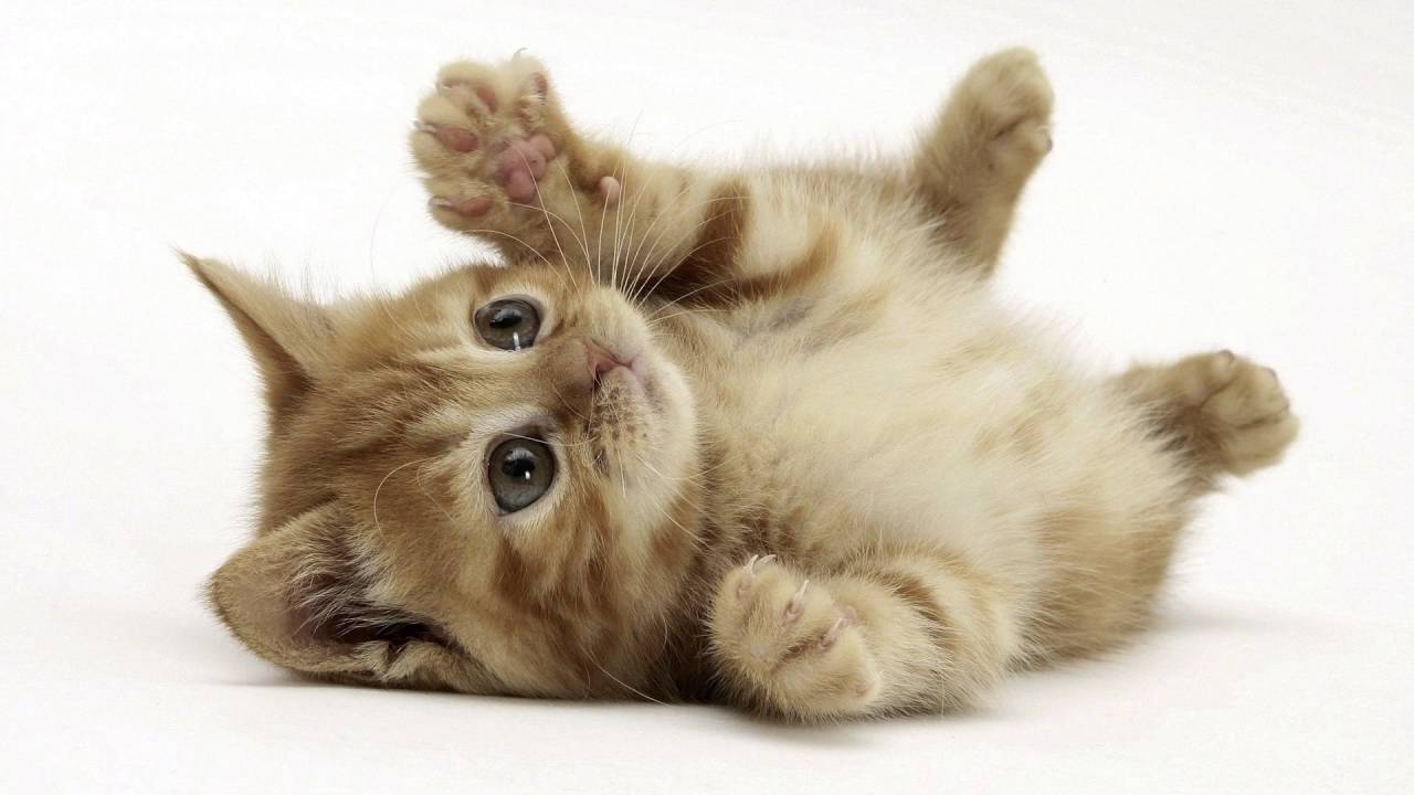 Cat PFP Cute Wallpapers - Wallpaper Cave