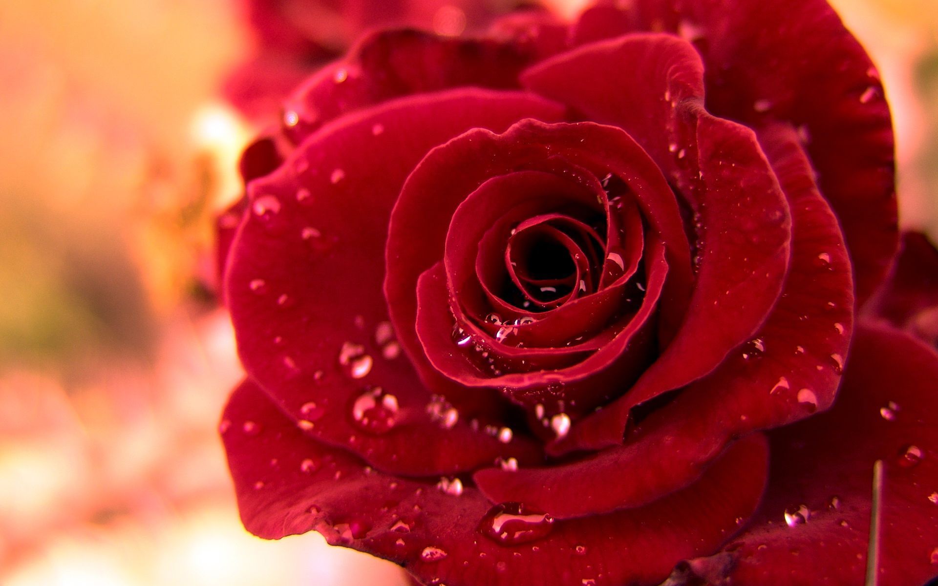 World's Most Beautiful Roses Flowers Wallpapers on WallpaperDog