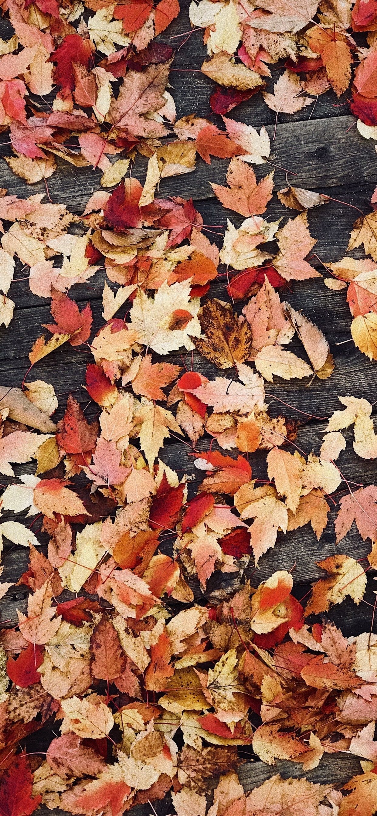 60 Aesthetic Fall Wallpapers for iPhone Free HD Download