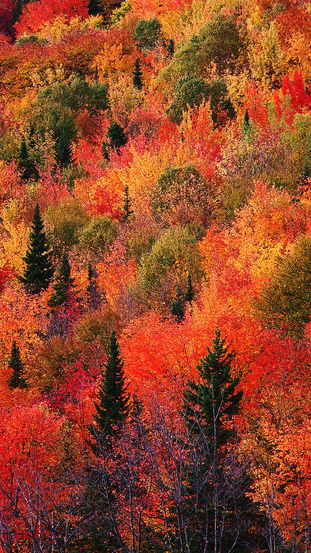 Fall iPhone Wallpapers on WallpaperDog