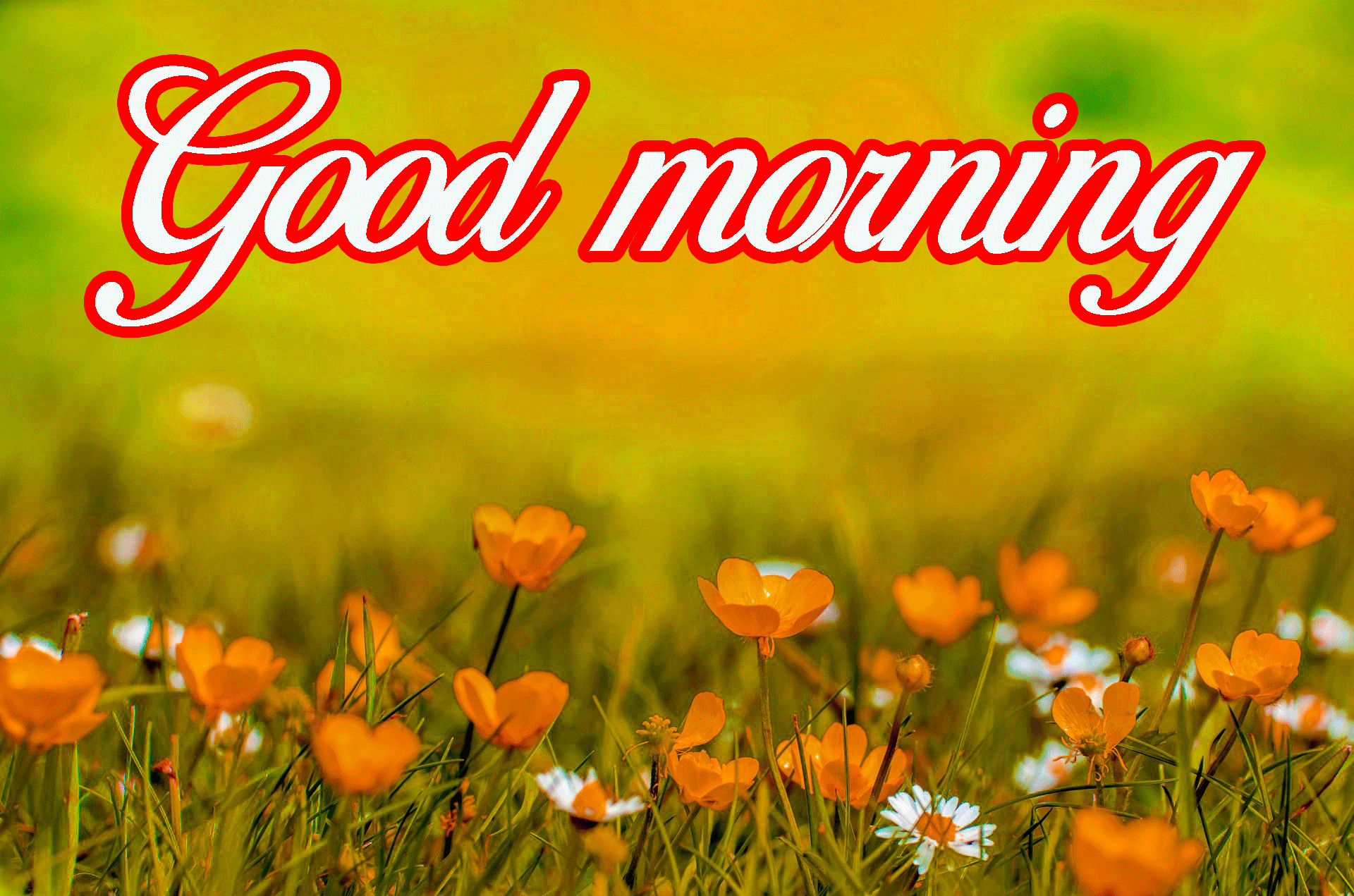 Really good morning. Весенний good morning. Good morning Spring картинки. Good morning открытки красивые. Обои на рабочий стол good morning.