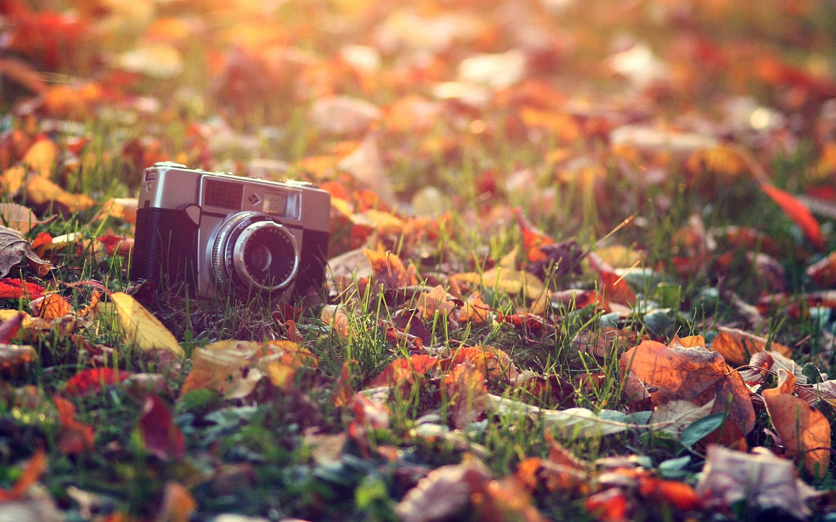 30 Autumn Collage Wallpapers  Pretty Fall Collage for Phone  Idea  Wallpapers  iPhone WallpapersColor Schemes