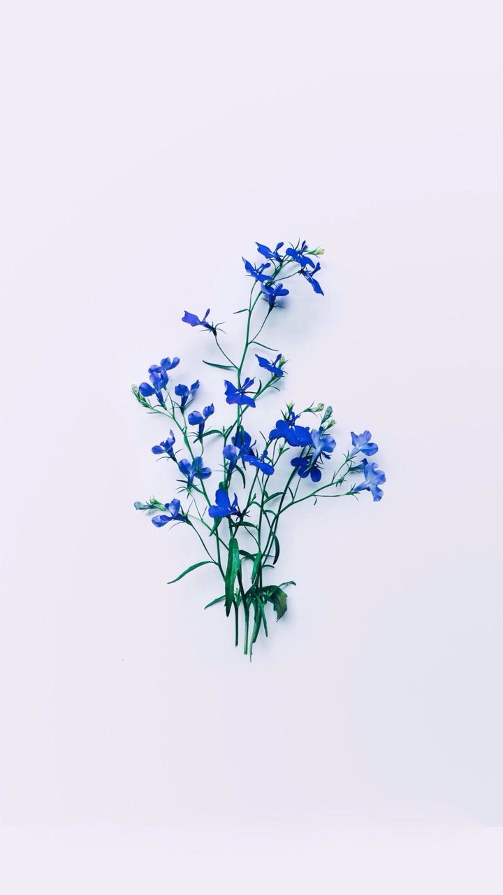 Blue Flowers Plants Aesthetic Background Blue Aesthetic HD wallpaper   Peakpx