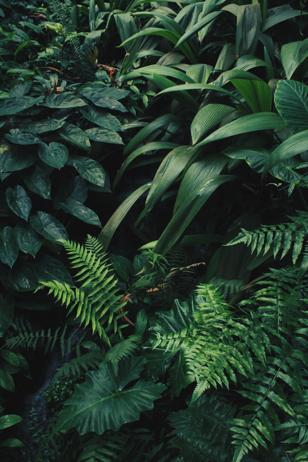 Green Plant Aesthetic Wallpapers on WallpaperDog