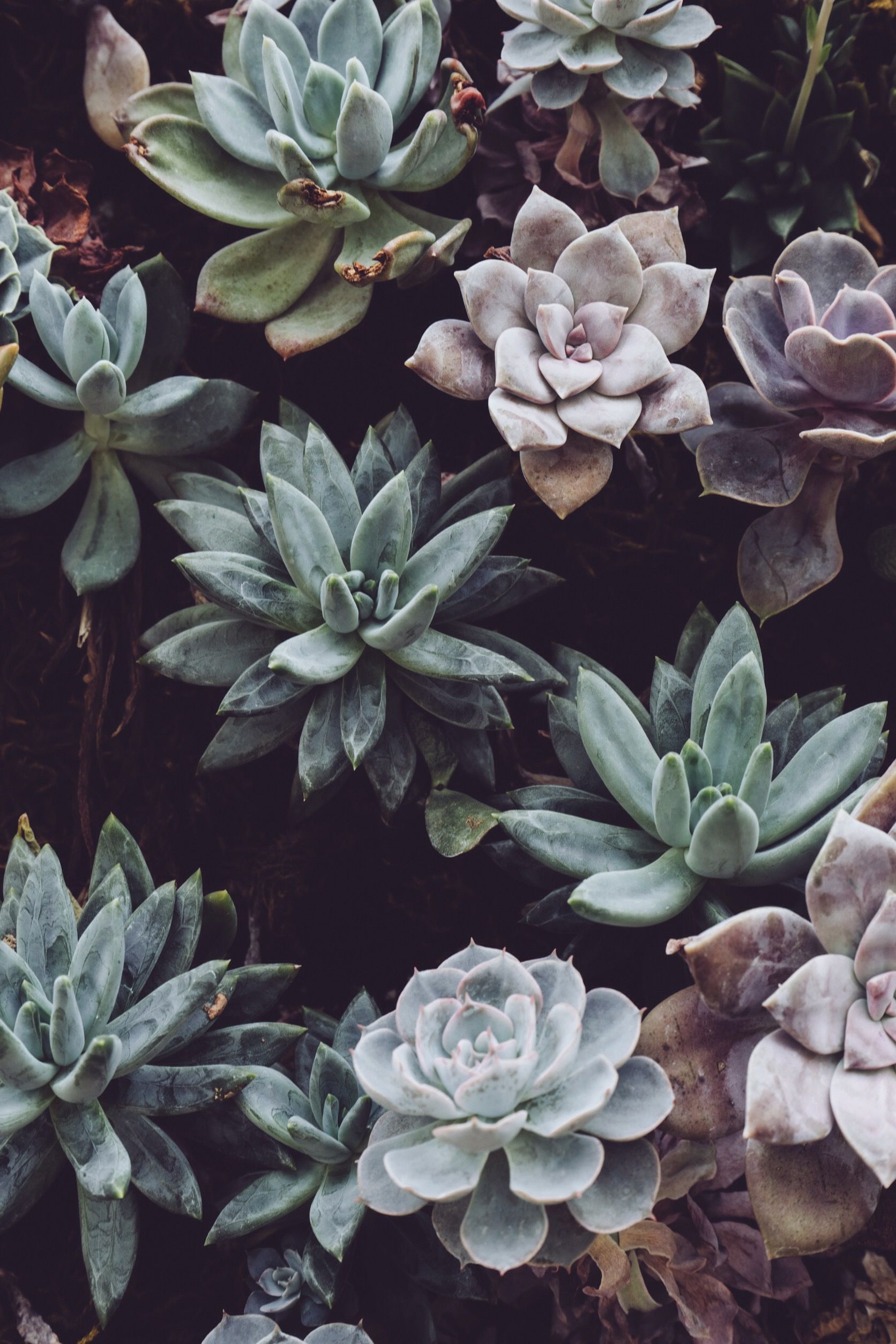 Plant Aesthetic Wallpapers on WallpaperDog