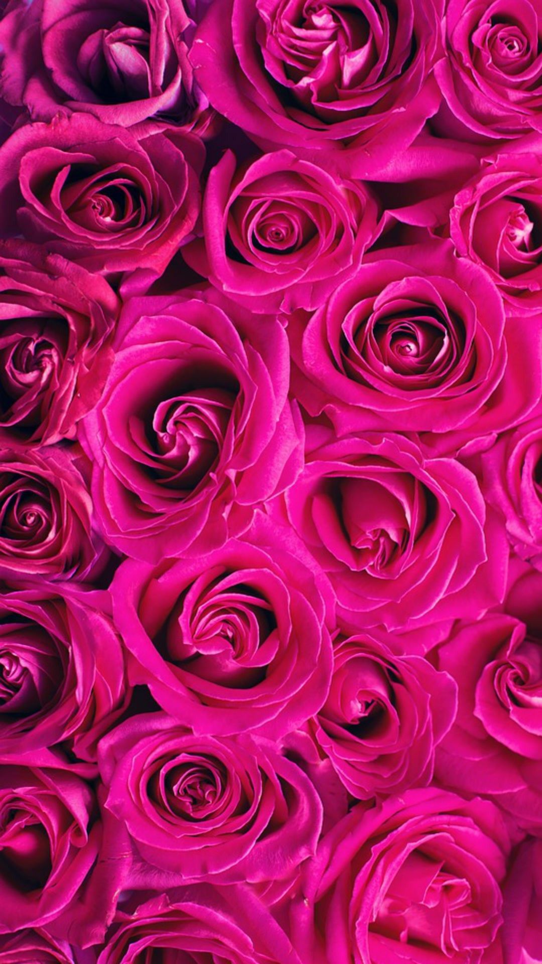 Hình nền hoa đậu biếc hồng nóng bỏng sẽ giúp cho chiếc điện thoại của bạn nổi bật hơn trong giới trẻ. Sự hòa quyện giữa màu hồng và màu tím đậm đã tạo ra một tác phẩm hoa hồng nóng bỏng không kém phần quyến rũ.