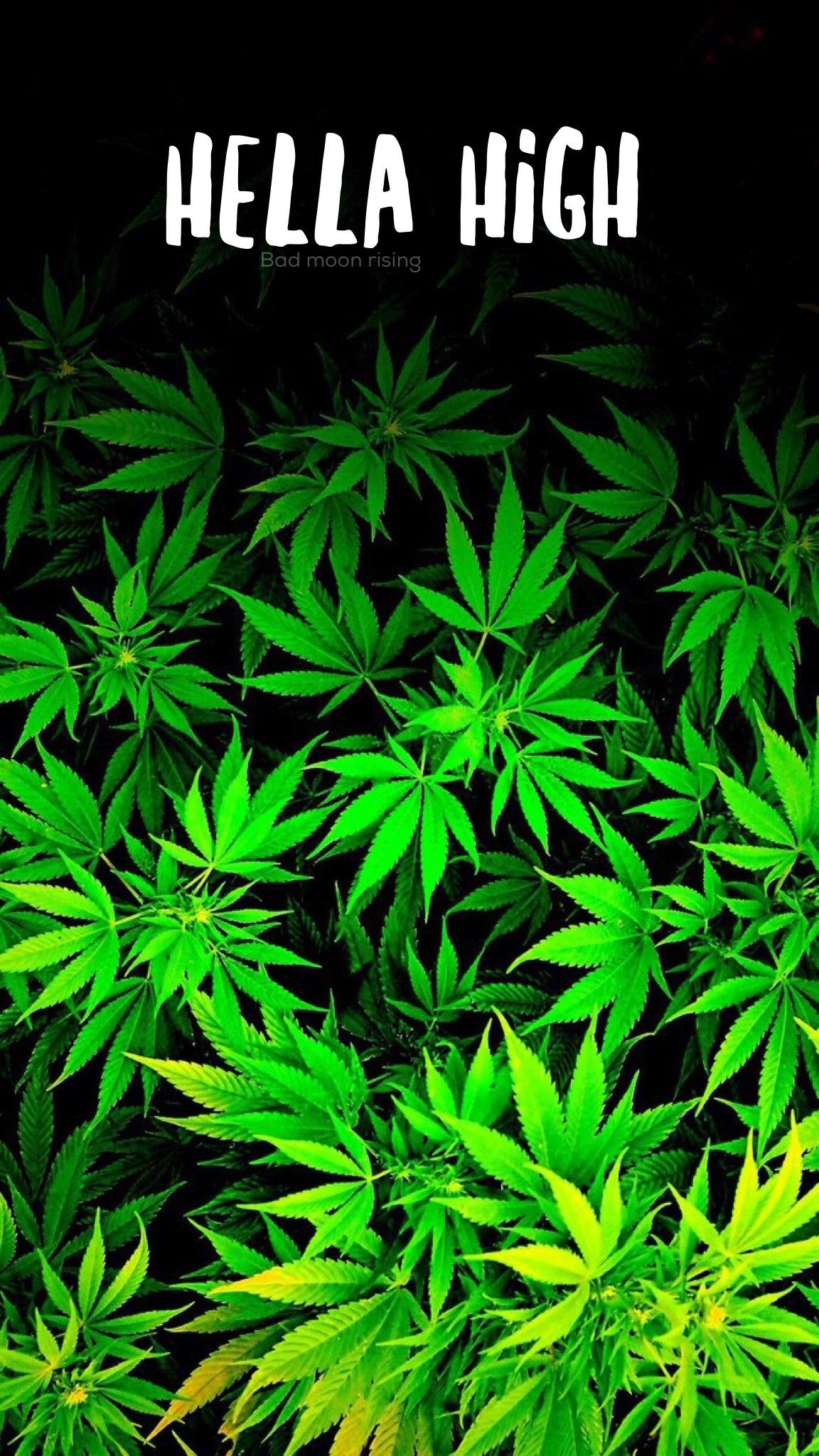 Weed Wallpapers on WallpaperDog