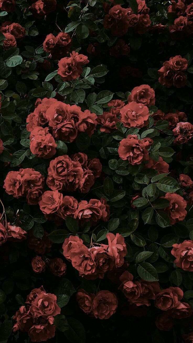 Beautifully contrasting rose wallpapers for iPhone in 2023 - iGeeksBlog