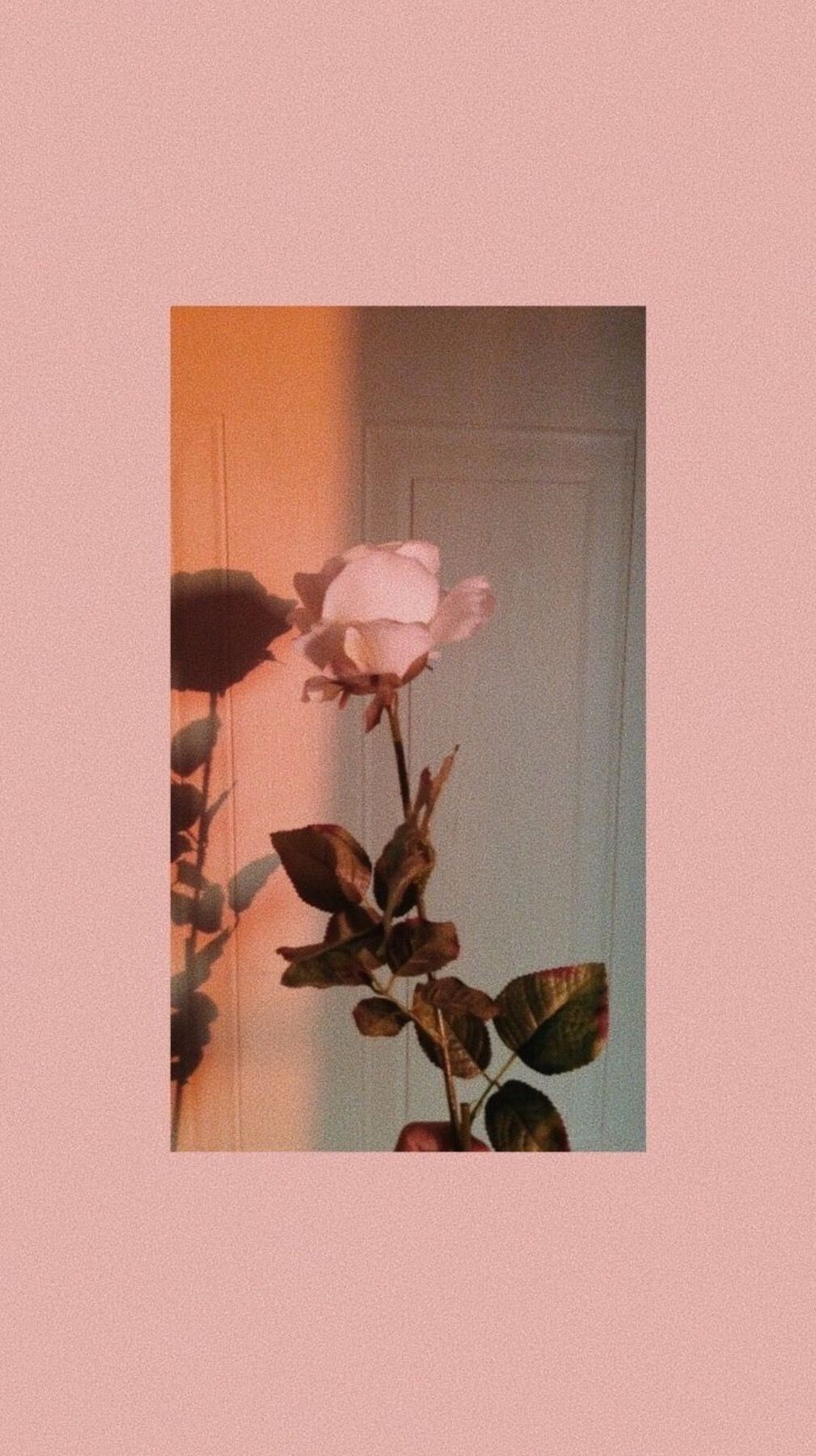 Pastel Aesthetic Rose Wallpapers On Wallpaperdog Nouveau fond d'ecran flamant rose a telecharger pour le mois de septembre. pastel aesthetic rose wallpapers on