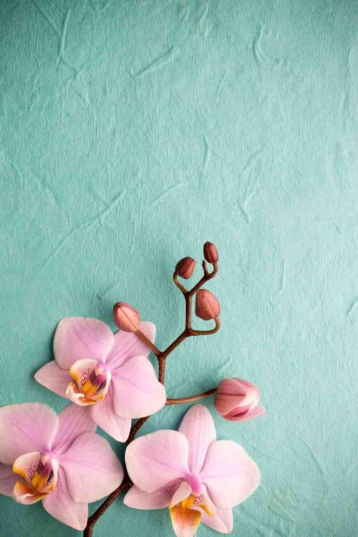 25 Orchid Flower iPhone Wallpapers  Wallpaperboat