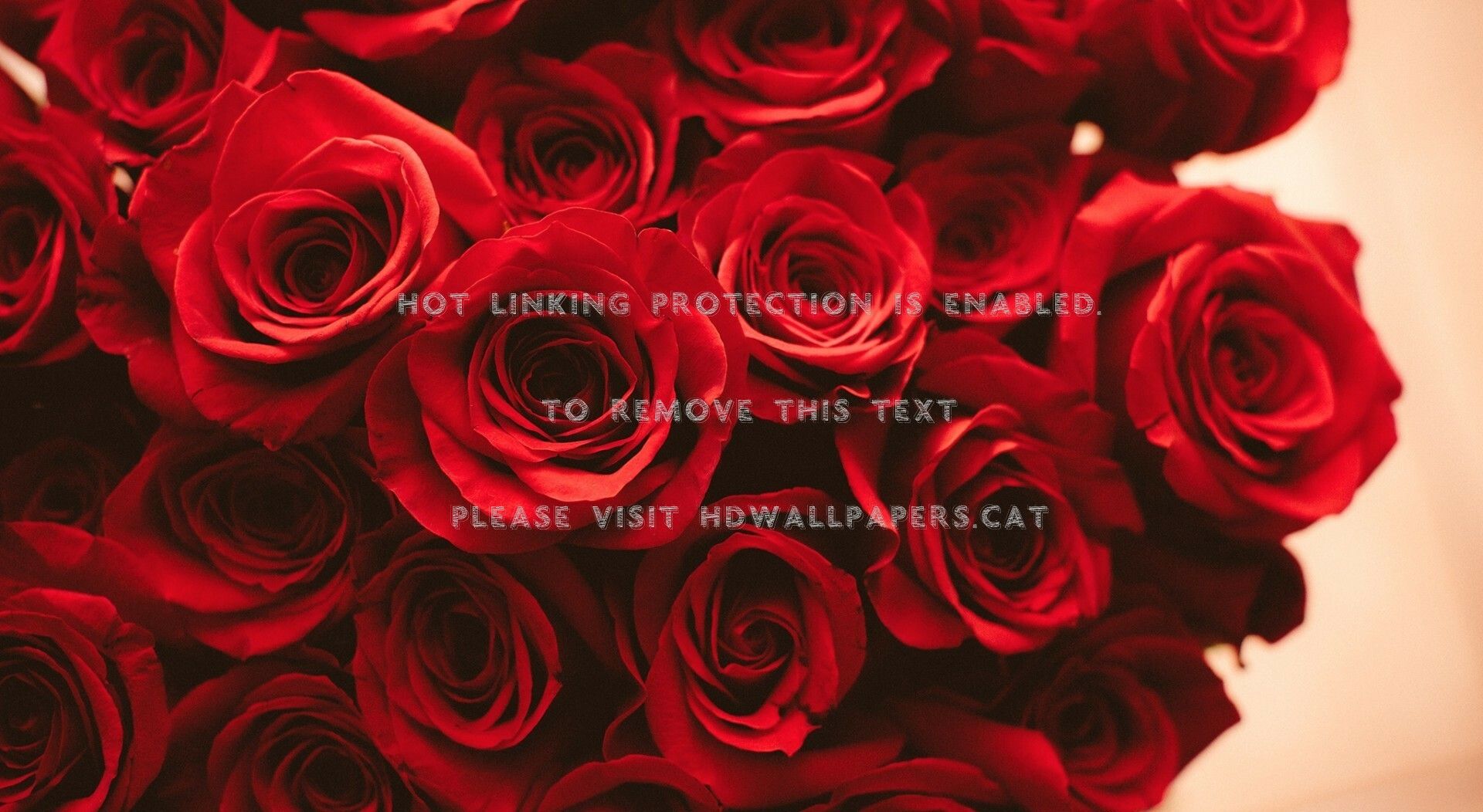 Red Rose Aesthetic Computer Wallpapers On Wallpaperdog