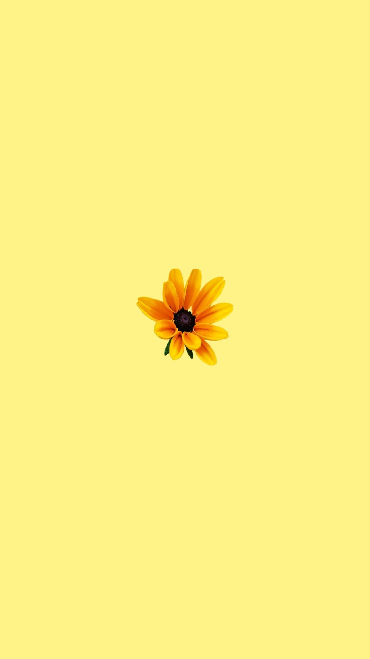 Featured image of post Cute Yellow Wallpapers Flowers You can also upload and share your favorite yellow flower wallpapers