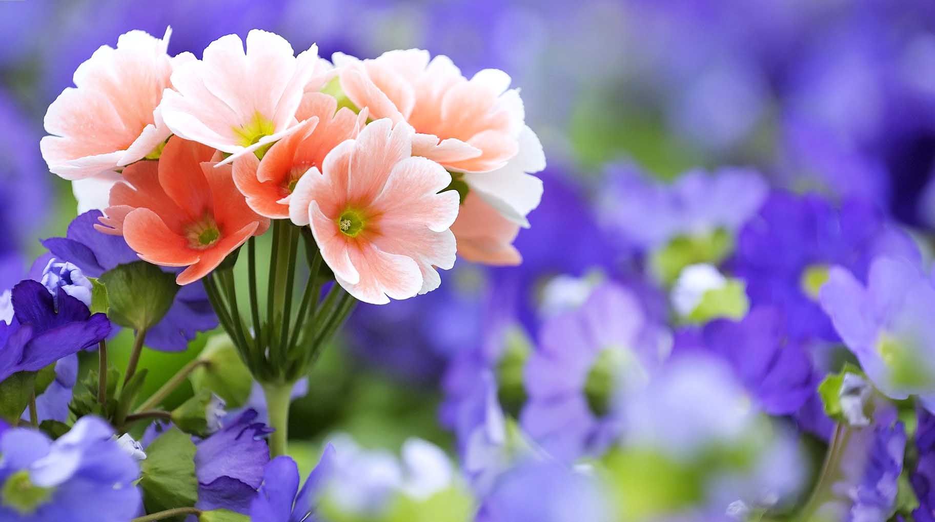 50 Beautiful Free HD Flower Wallpapers - DesignMaz