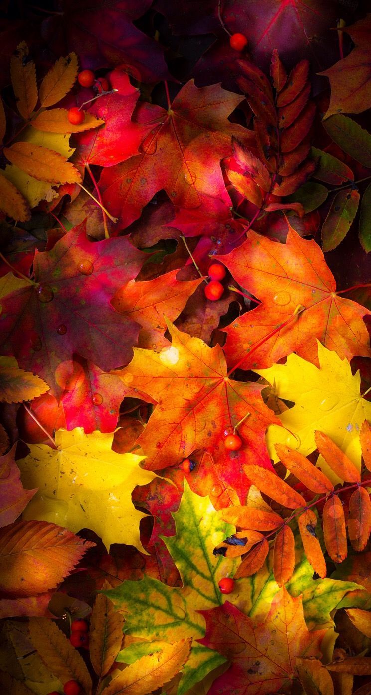 Fall Leaf Wallpapers on WallpaperDog