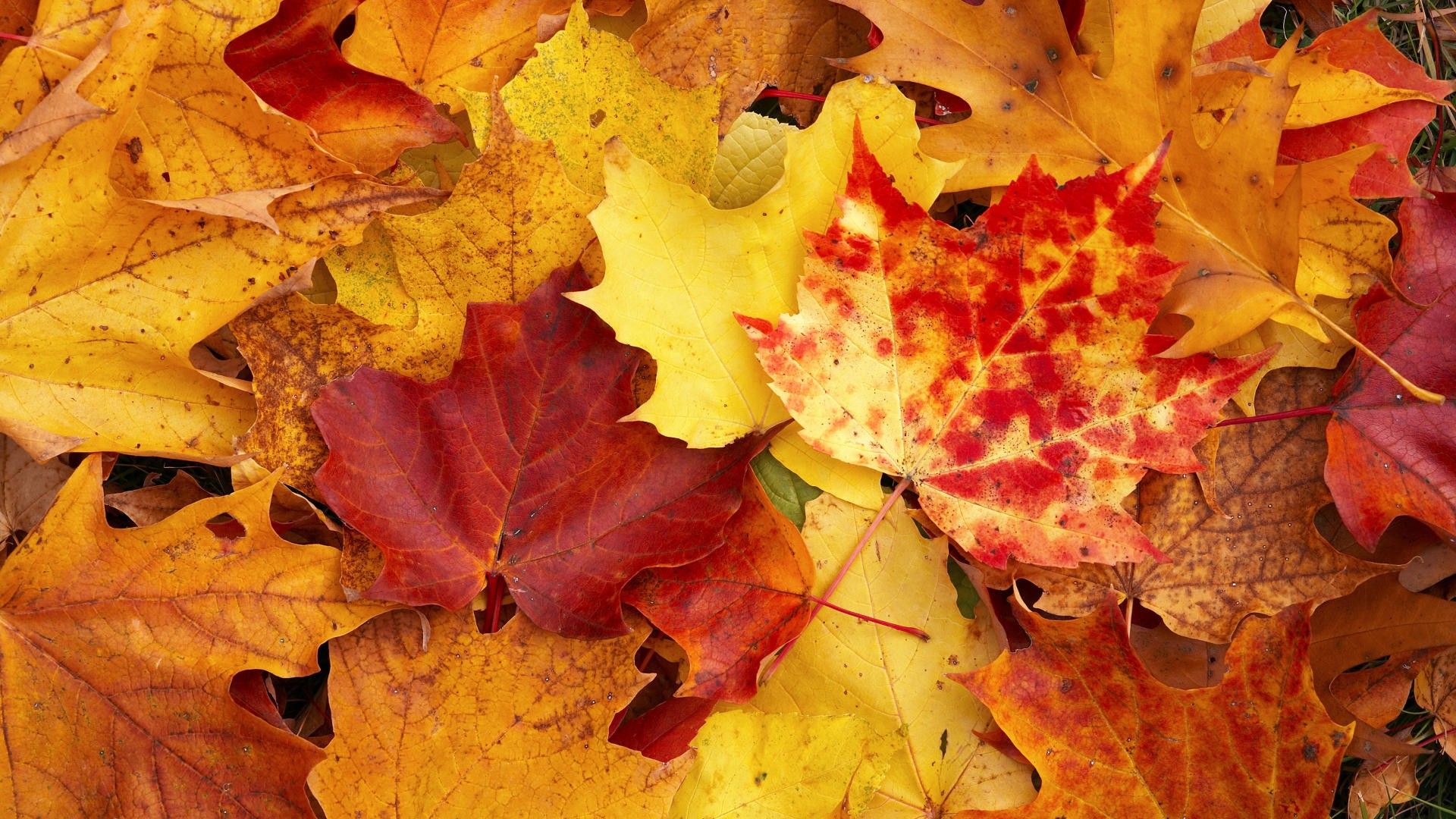 Autumn - Simple English Wikipedia, the free encyclopedia
