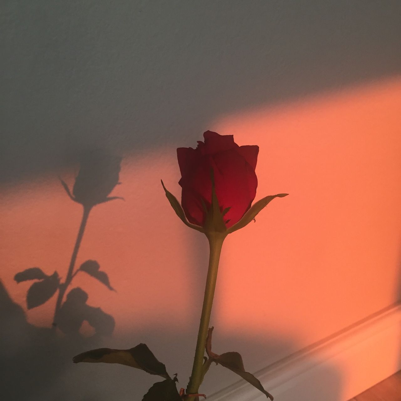 Red Rose Aesthetic Wallpapers On Wallpaperdog