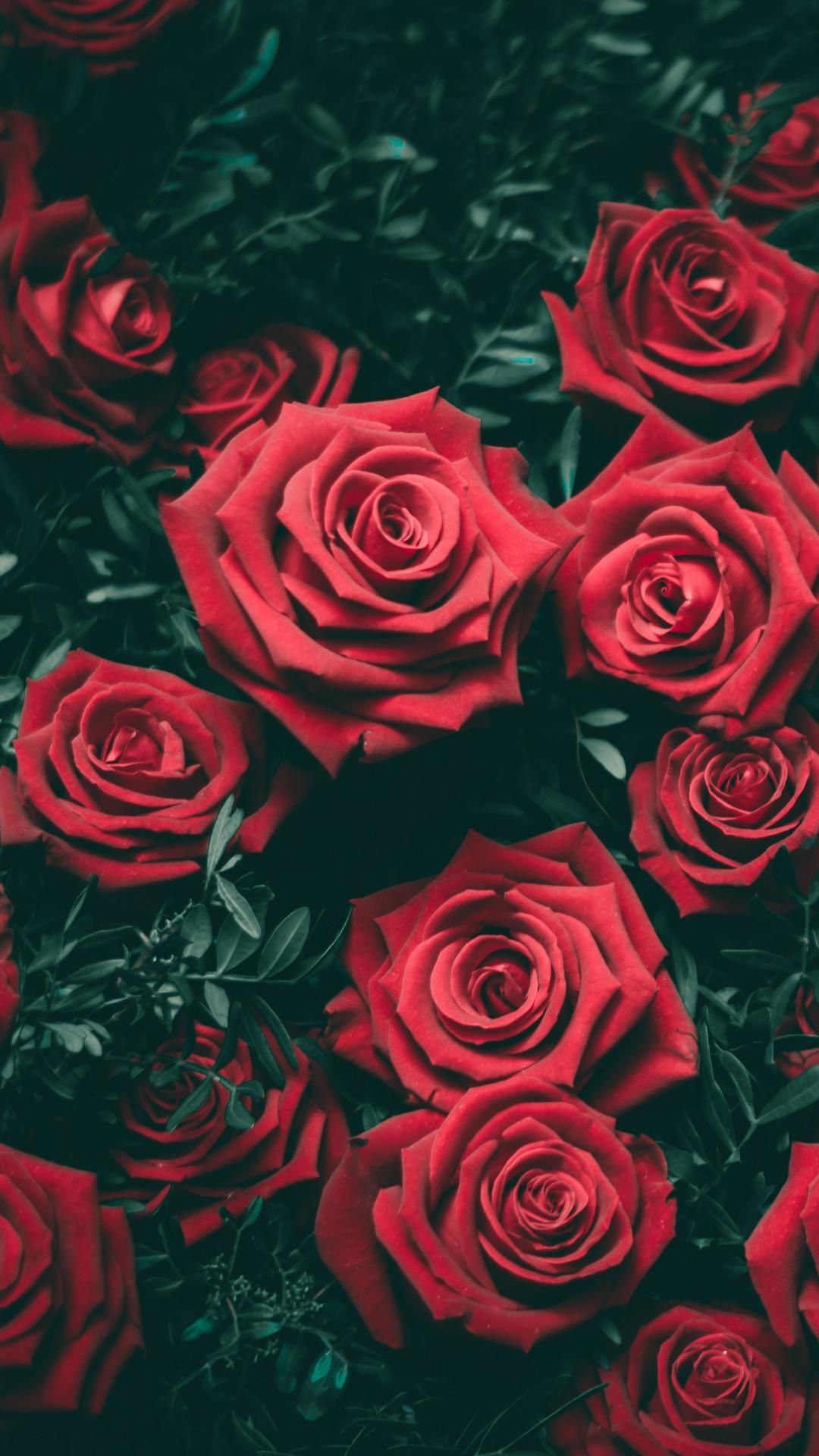 Red aesthetic dark rose 