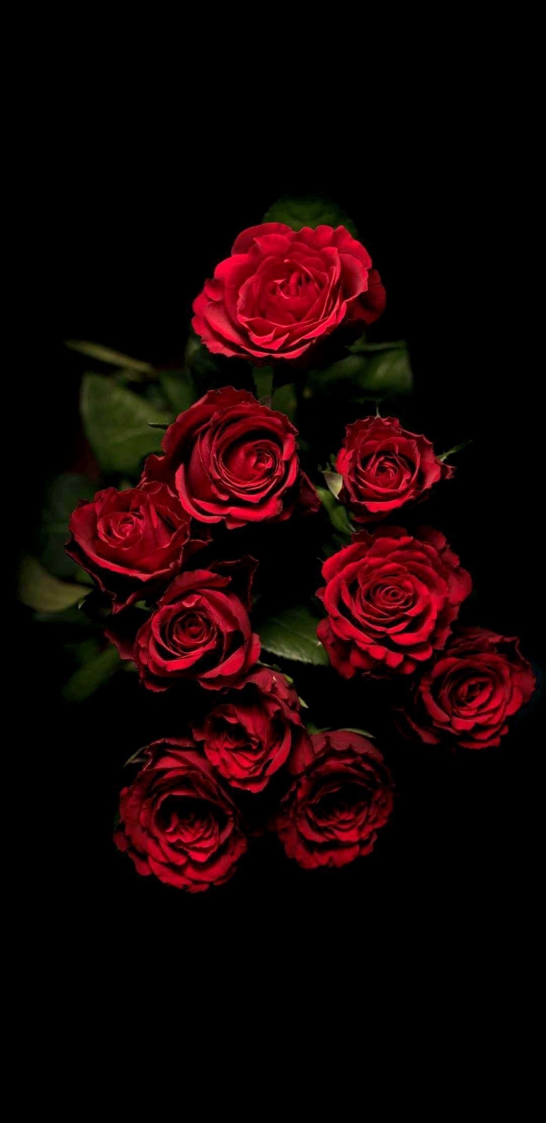 Withering Dark Blood Red Roses Autumn Stock Photo 1531495463  Shutterstock