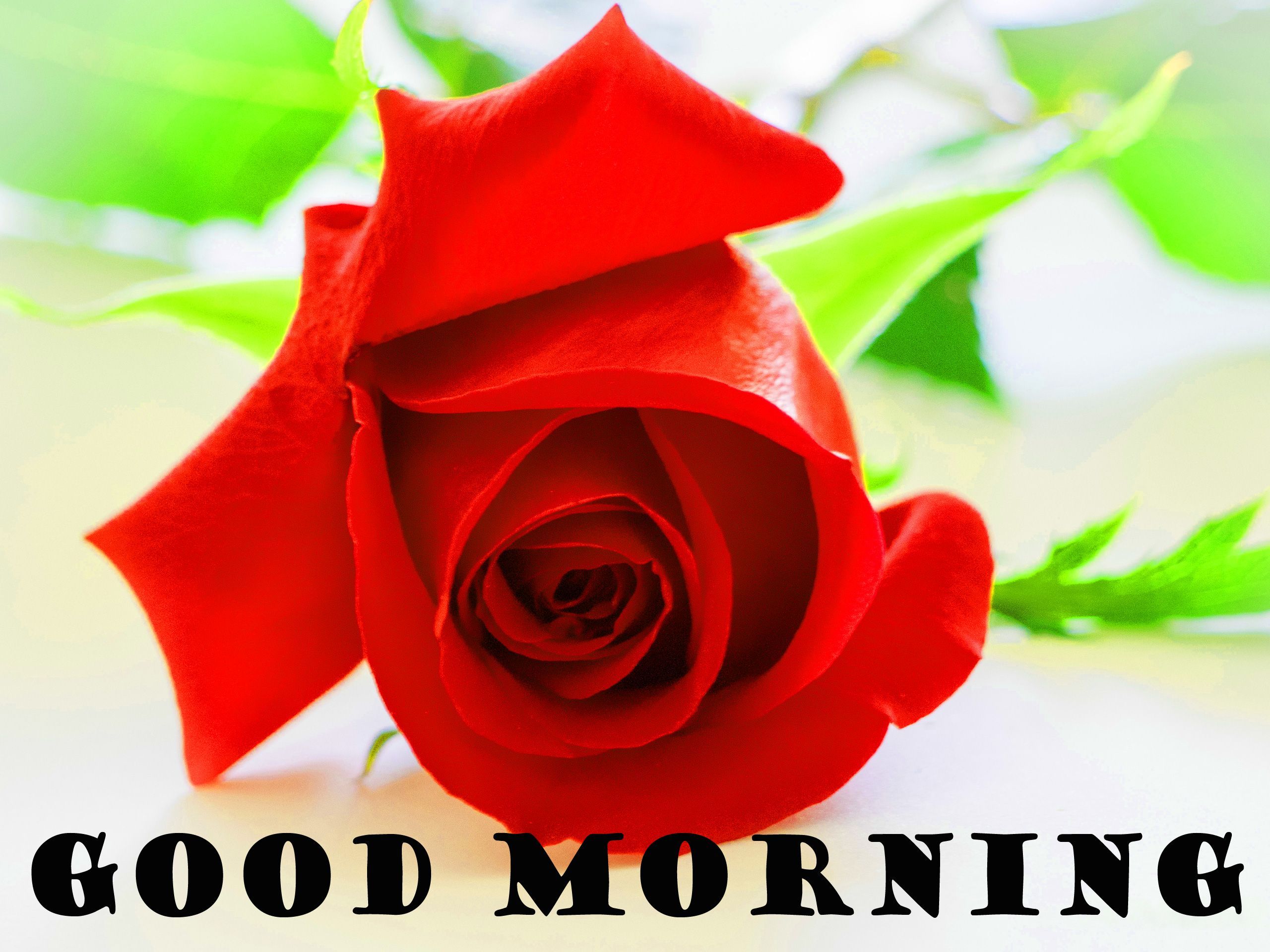 HD wallpaper Good Morning With Red Rose Flower Background  Wallpaper Flare