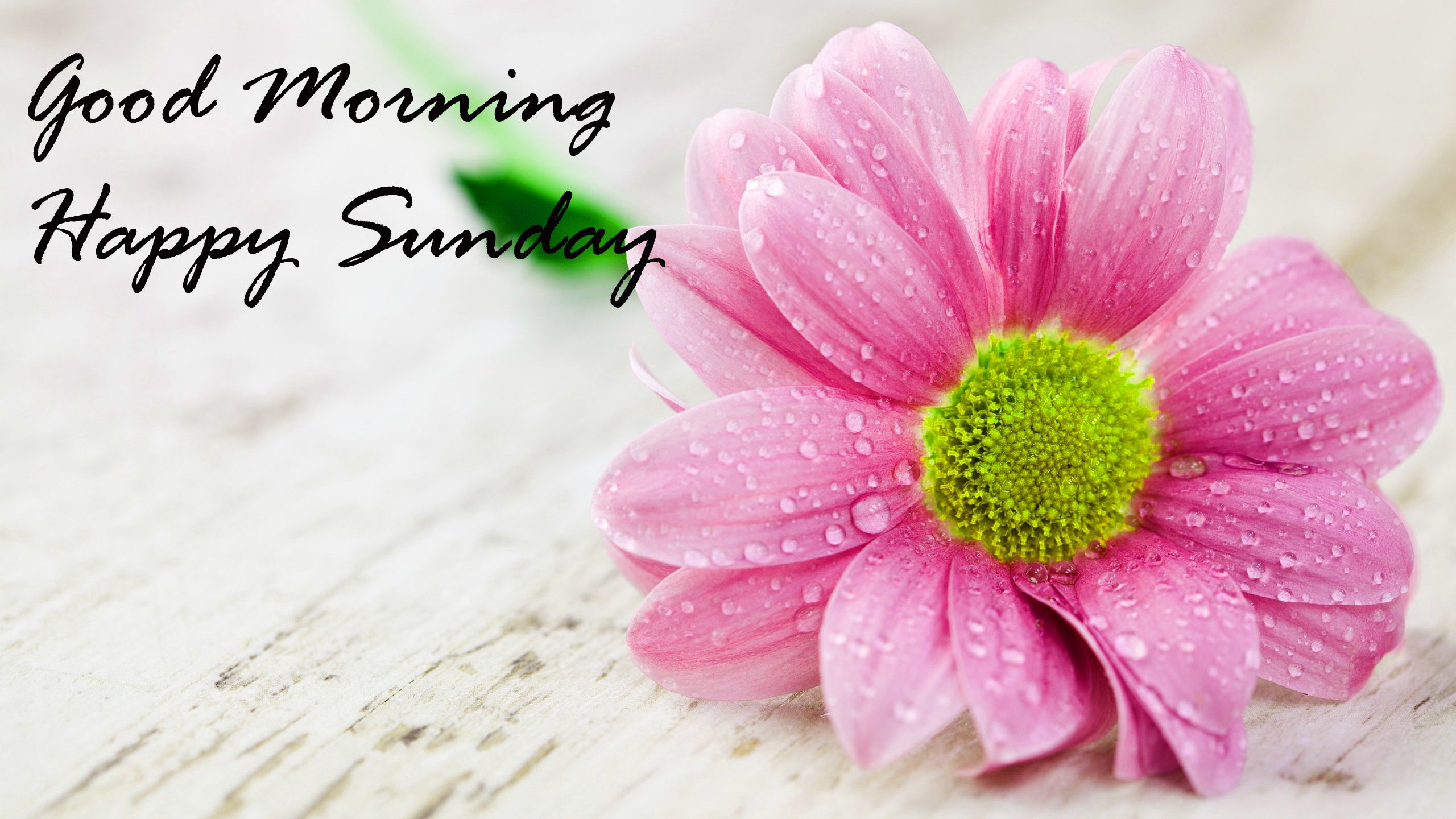2560x1440 Sunday Good Morning Quotes Images Wishes Wallpaper Photo Pics