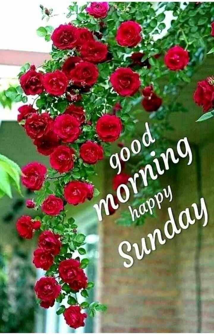720x1124 Sunday Good Morning Images In Hindi - Climbing Red Roses (#15918