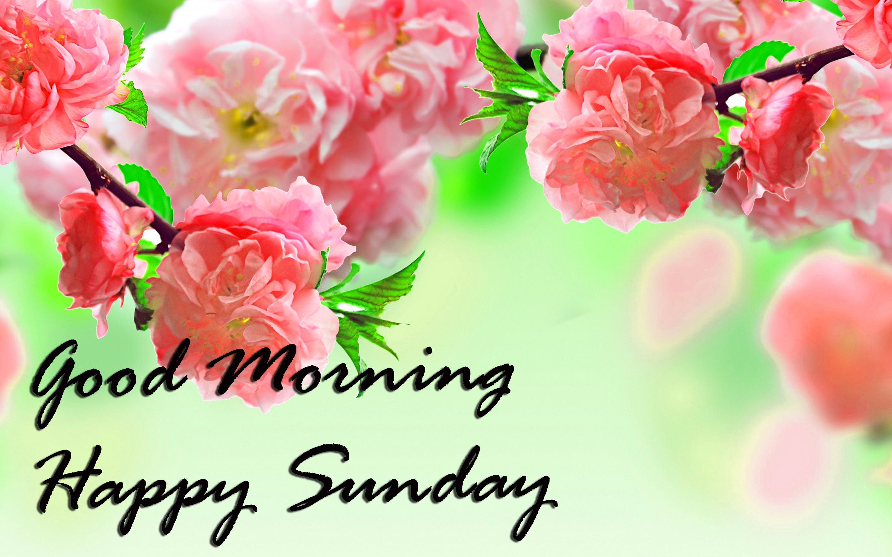 2880x1800 Sunday Good Morning Quotes Images Wishes Wallpaper Photo Pics