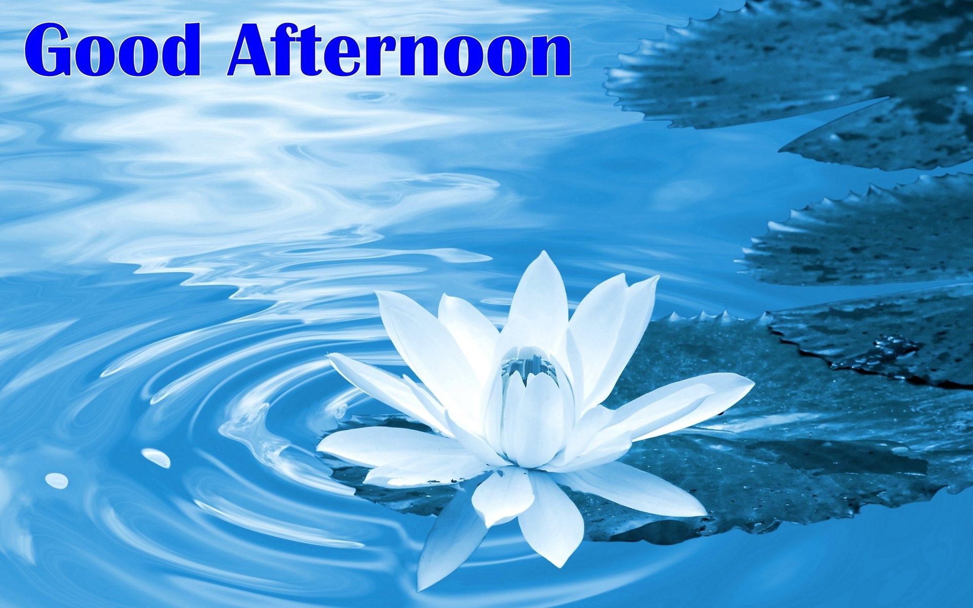 Good Afternoon Wallpapers on WallpaperDog