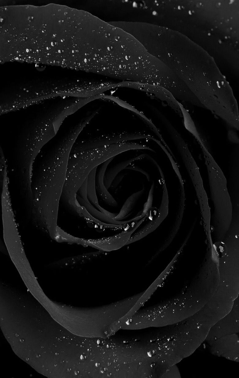 Aesthetic black roses HD phone wallpaper  Pxfuel