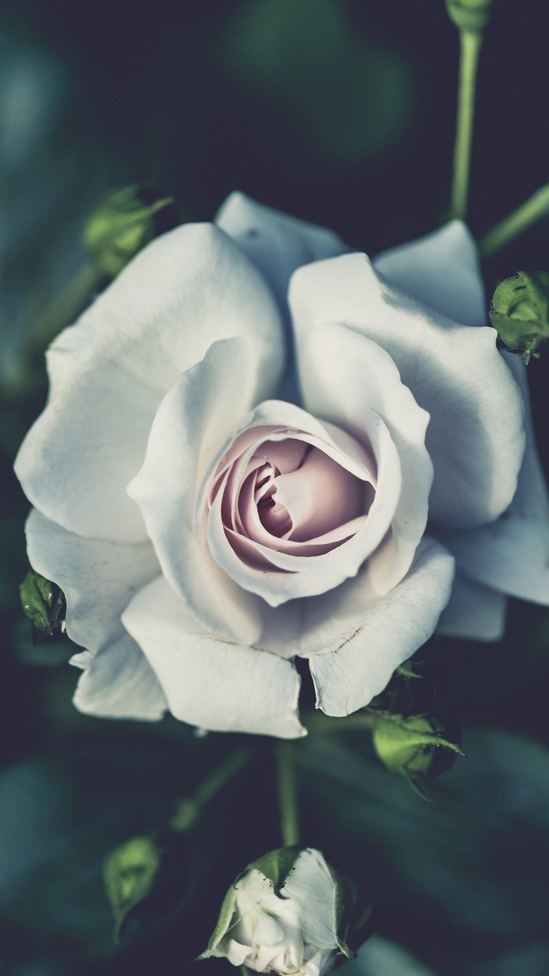 Những bông hoa hồng trắng mỏng manh và thơm ngát luôn là biểu tượng của tình yêu và sự thuần khiết. Hãy chiêm ngưỡng hình ảnh những bông hoa này và cảm nhận rằng tình yêu luôn đẹp và trong sáng như những bông hoa hồng trắng.