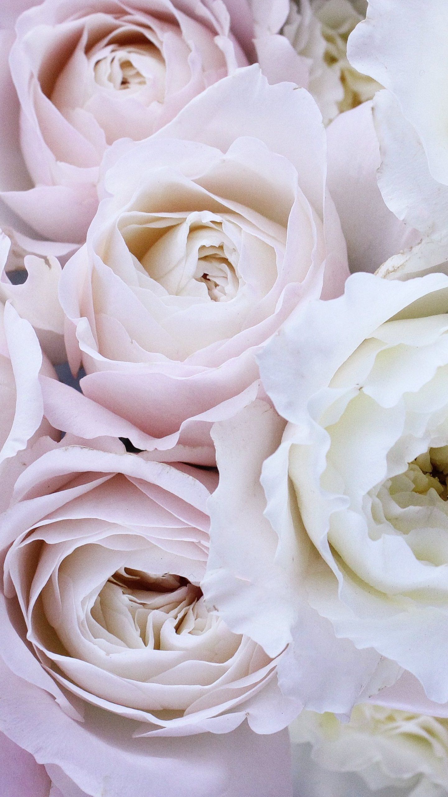 Mê hình nền hoa hồng trắng? WallpaperDog có tất cả những hình nền đẹp và độc đáo nhất của hoa hồng trắng cho điện thoại của bạn. Bạn sẽ không thể rời mắt khỏi những bông hoa xinh đẹp này trên màn hình của mình.