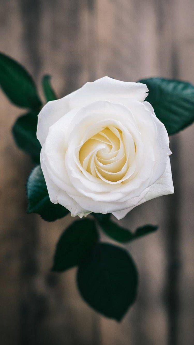 Thưởng thức hình nền đẹp mắt với hoa hồng trắng đang quyến rũ trên hình nền của WallpaperDog. Điểm nhấn đầy tinh tế và quý phái sẽ mang đến cho bạn sự sang trọng và ấn tượng trên thiết bị của mình.